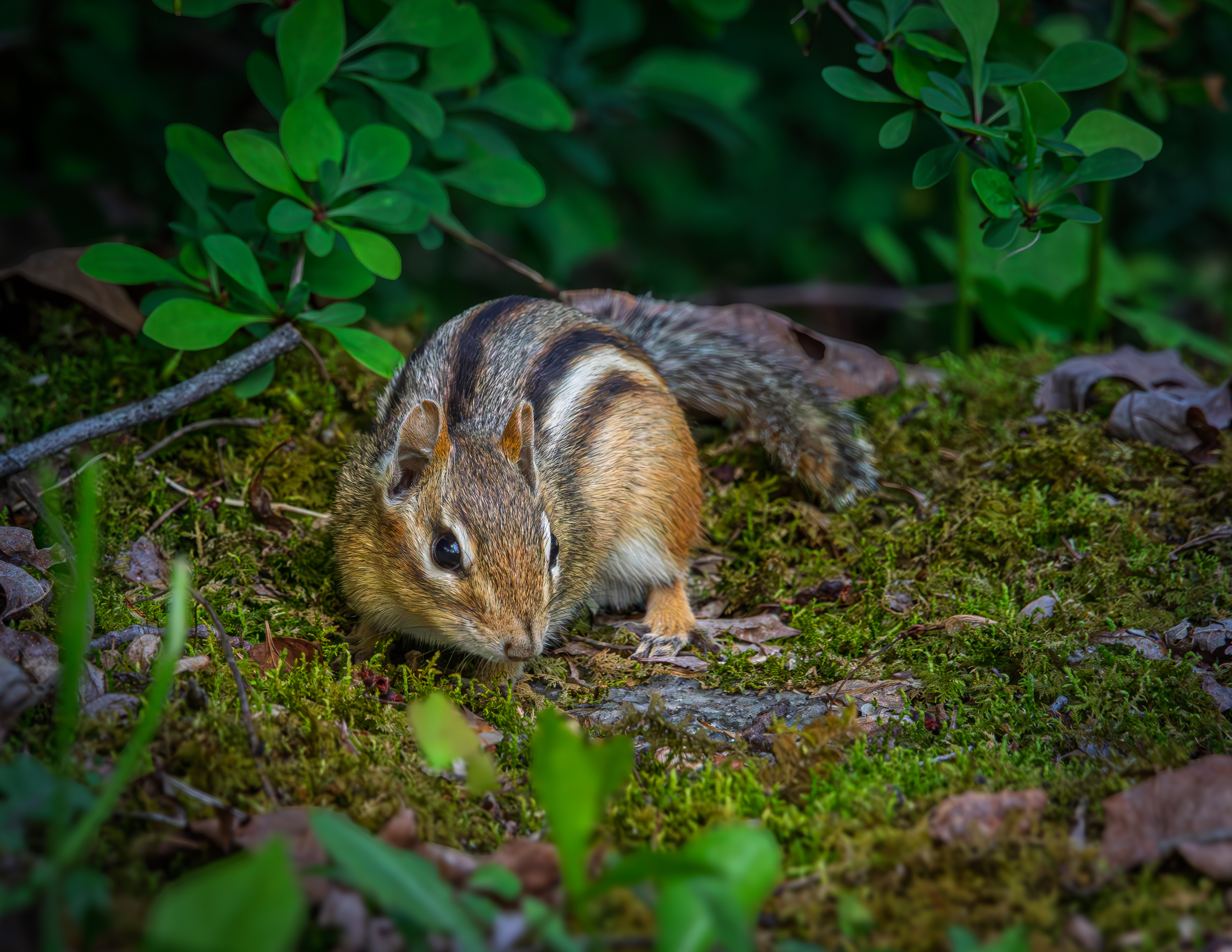 Chipmunk
