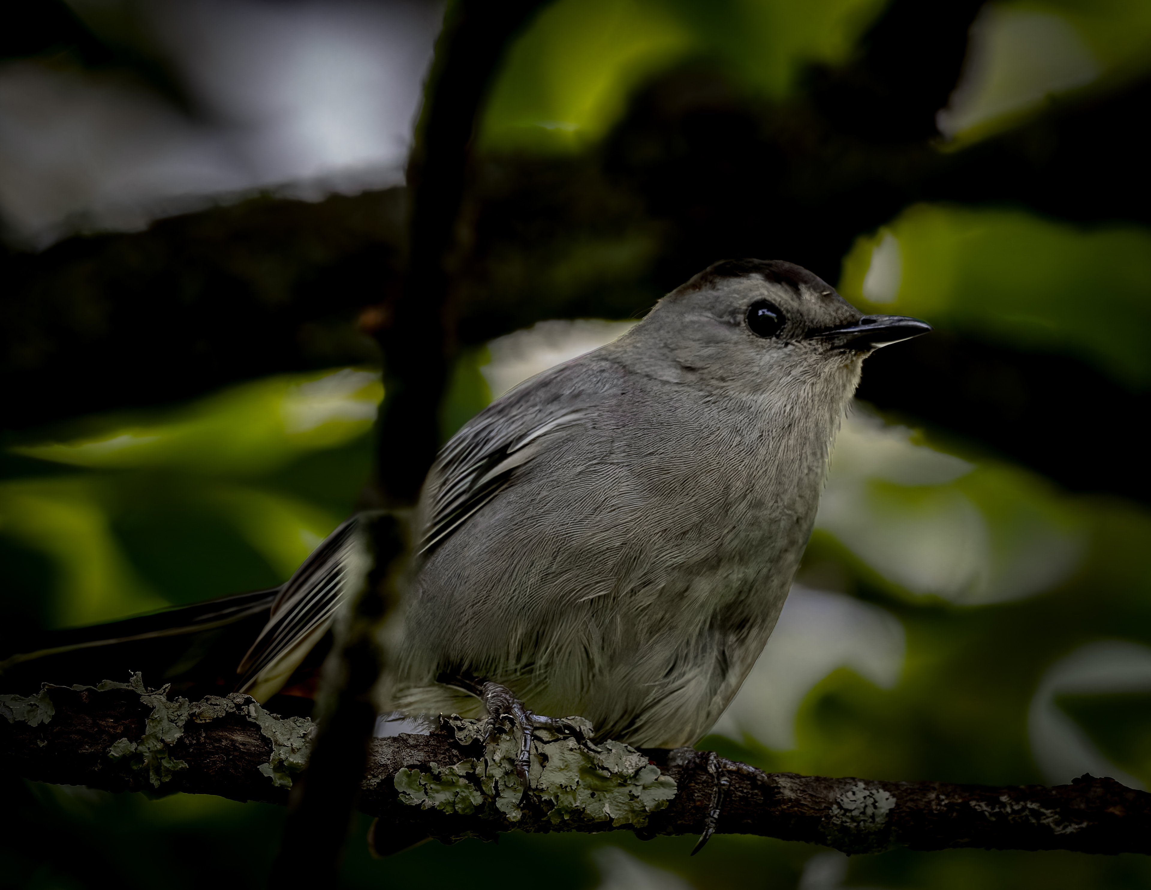 Catbird No2