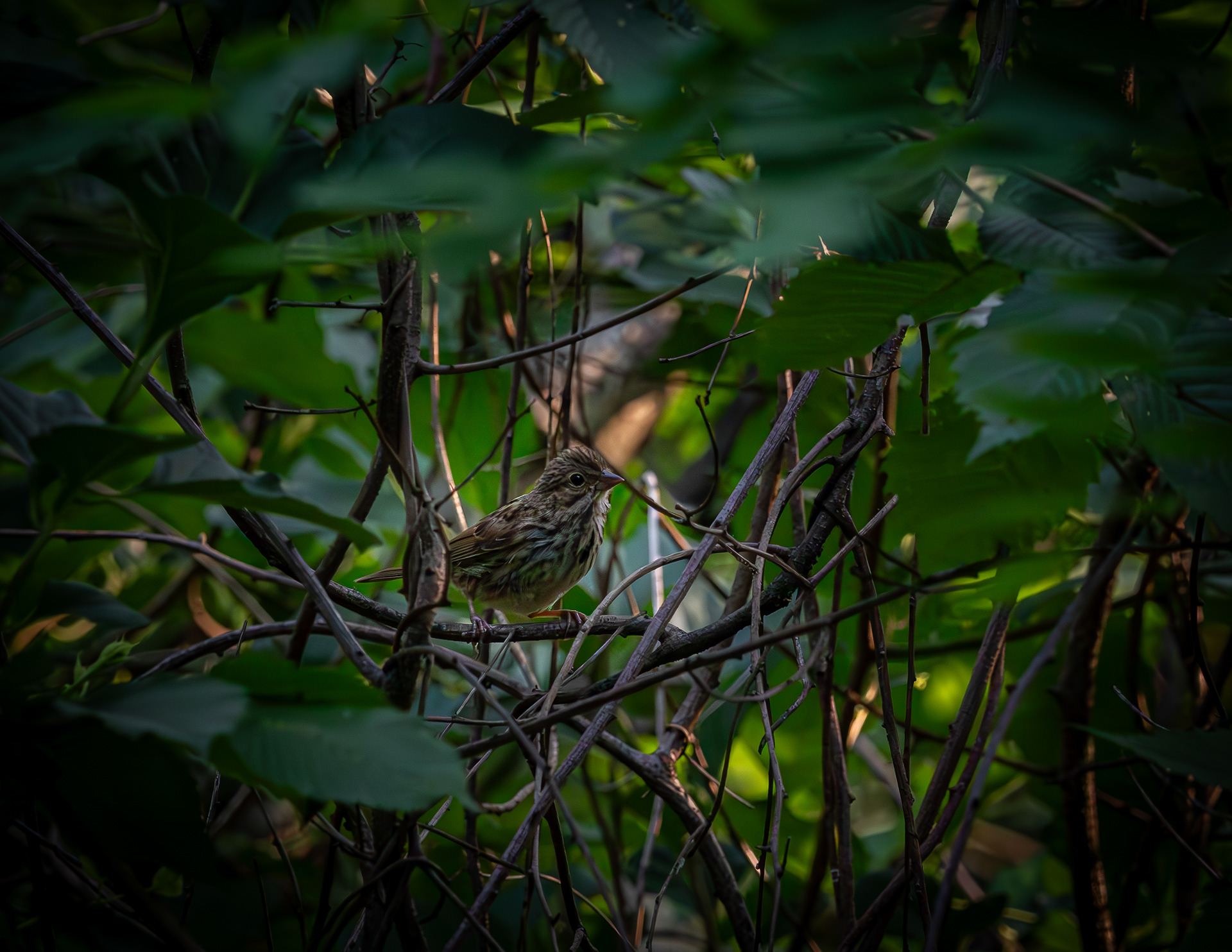 Song Sparrow at CSV