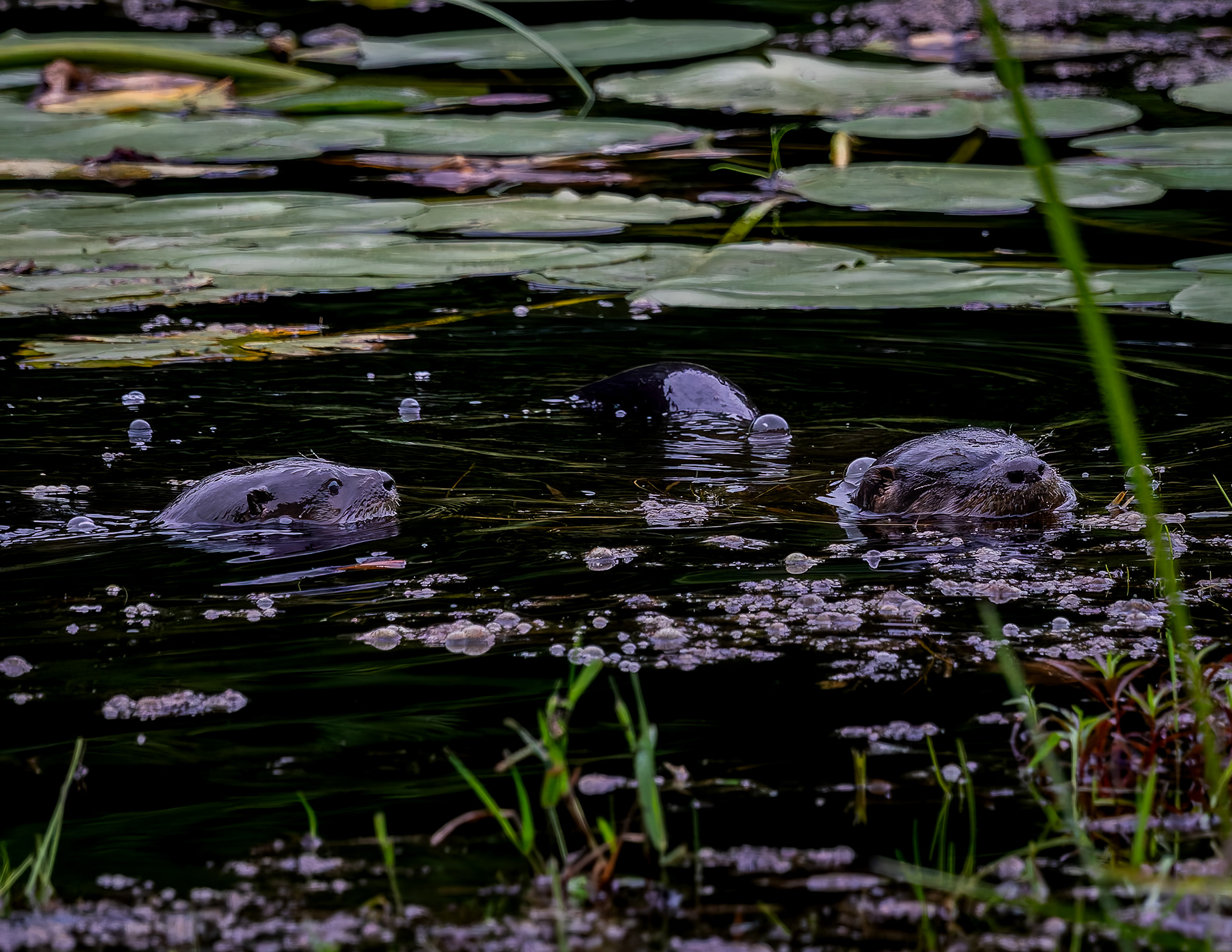 River Otters No1
