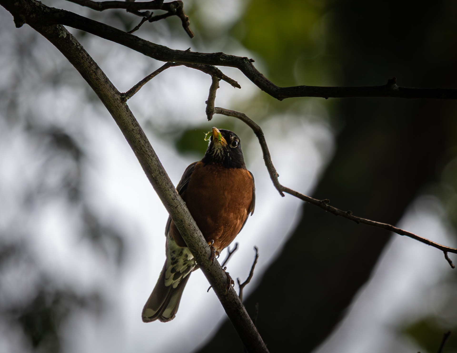 American Robin at CSV