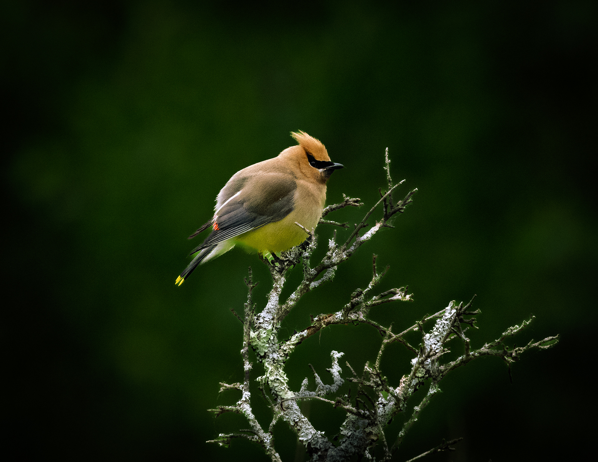 Cedar Waxwing No3