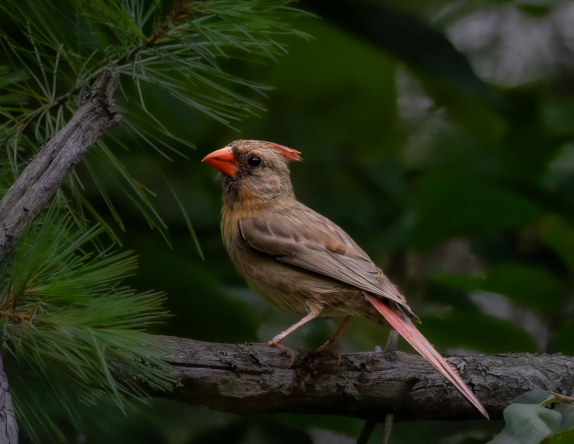 Female Northern Cardinal No1