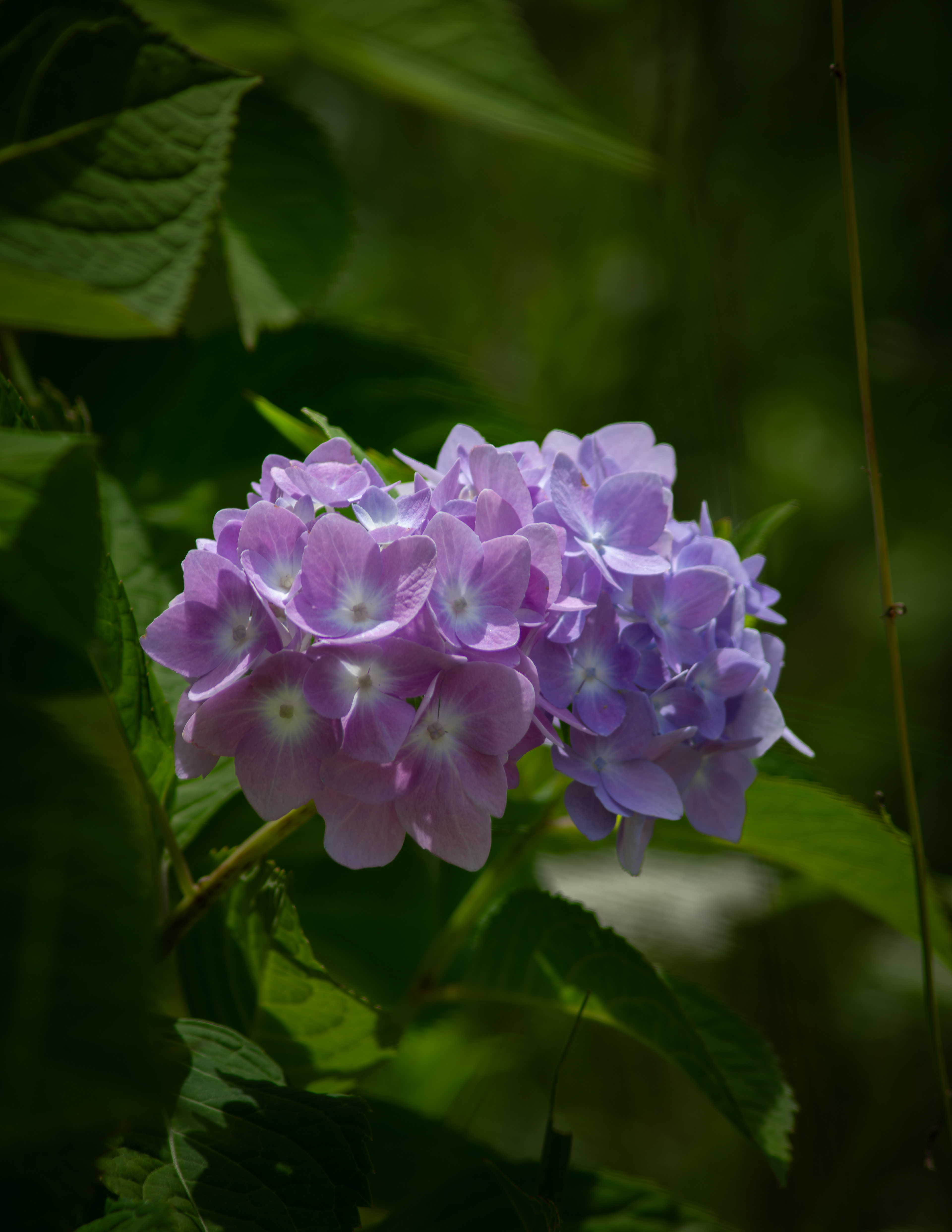 Nikko Blue Hydrangea