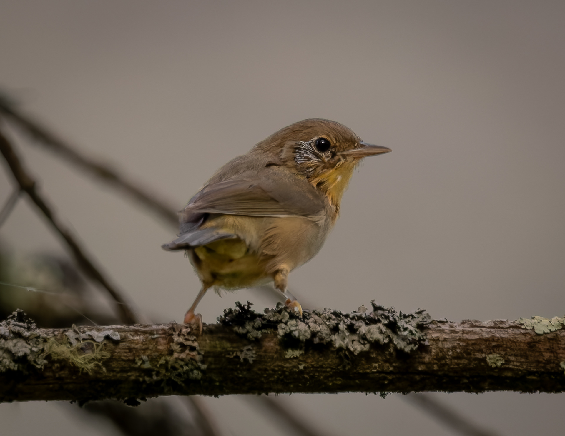 Common Yellowthroat No1