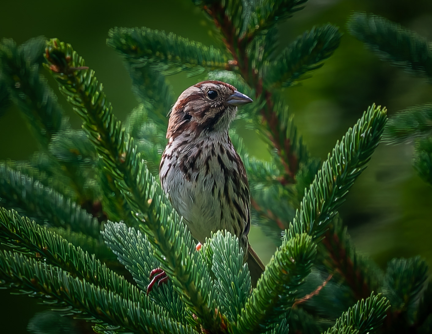 Song Sparrow No2