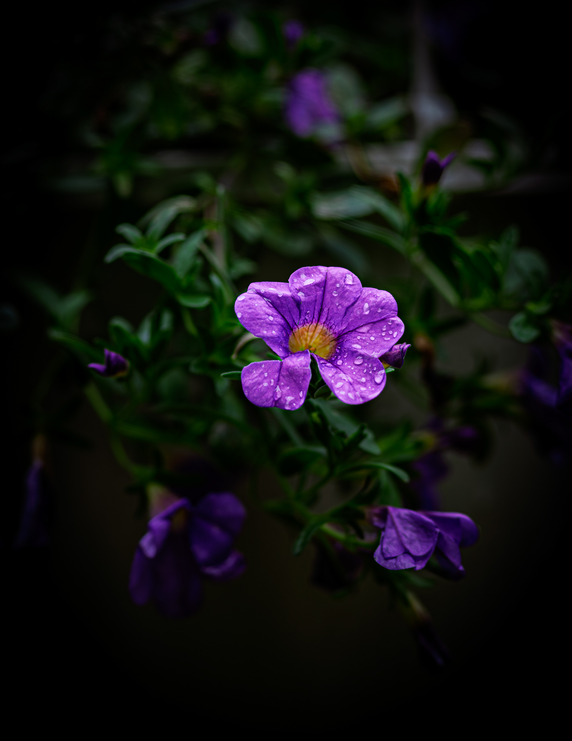 Purple Calibrachoa