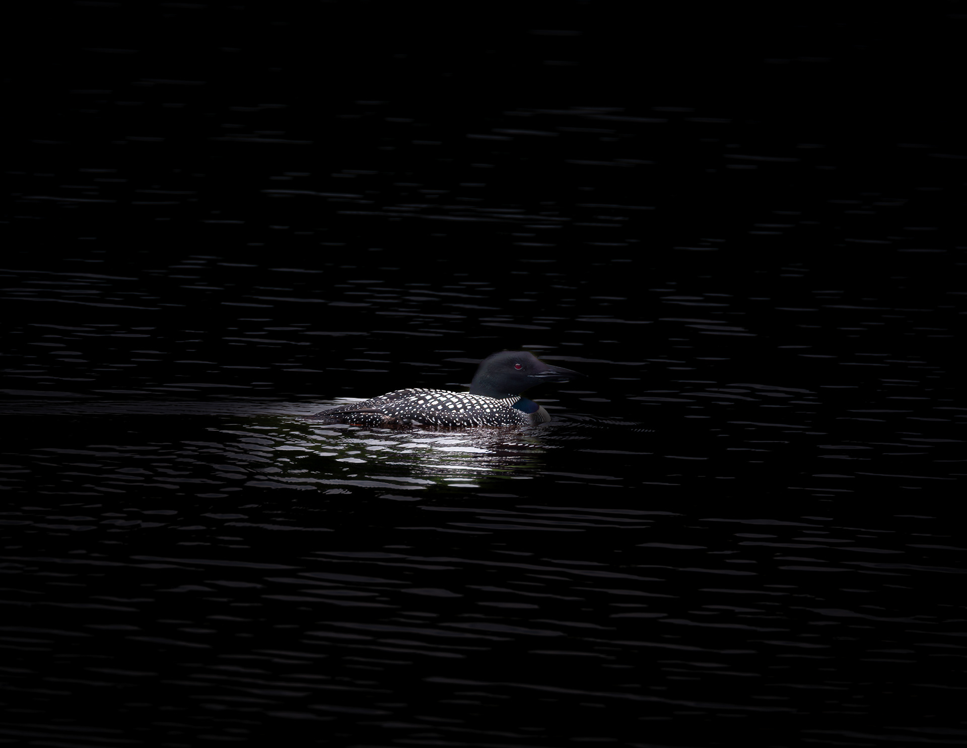 Common Loon No1