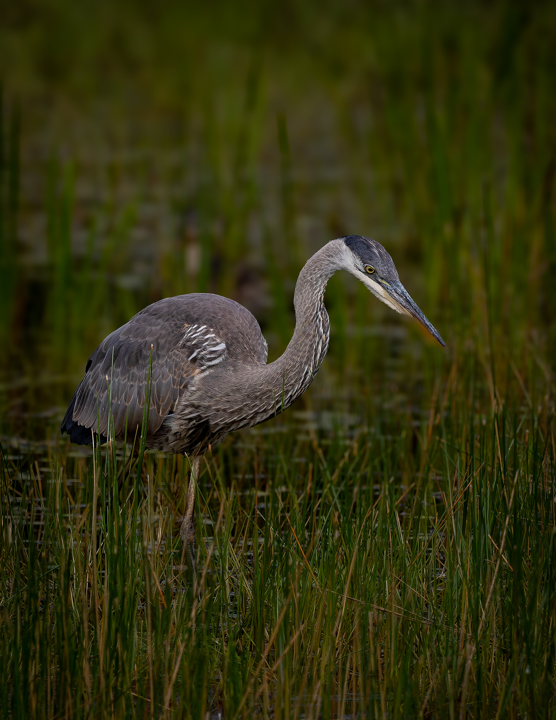Great Blue Heron No6