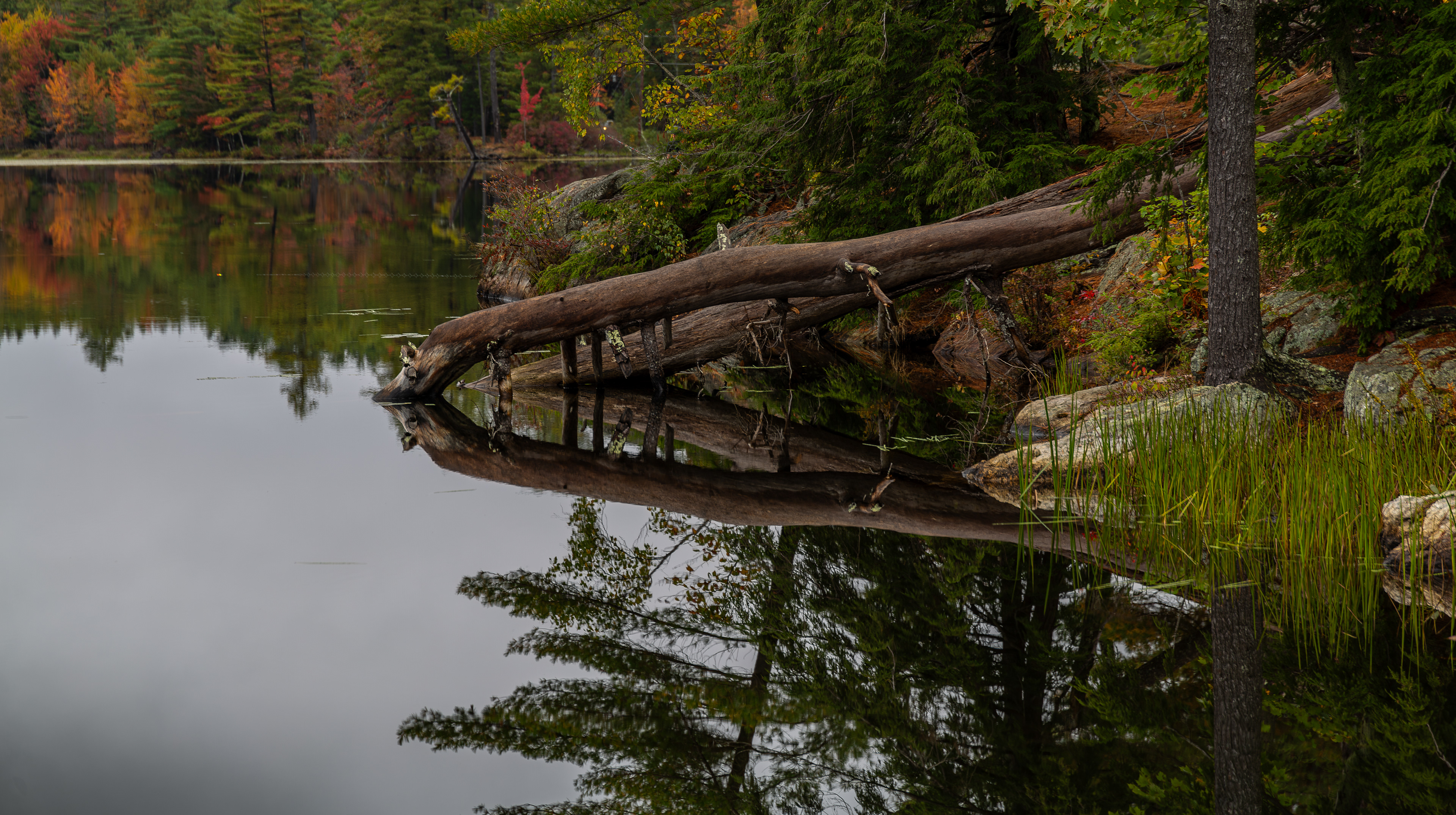 Autumn Reflections at Shellcamp Pond - October 7, 2024