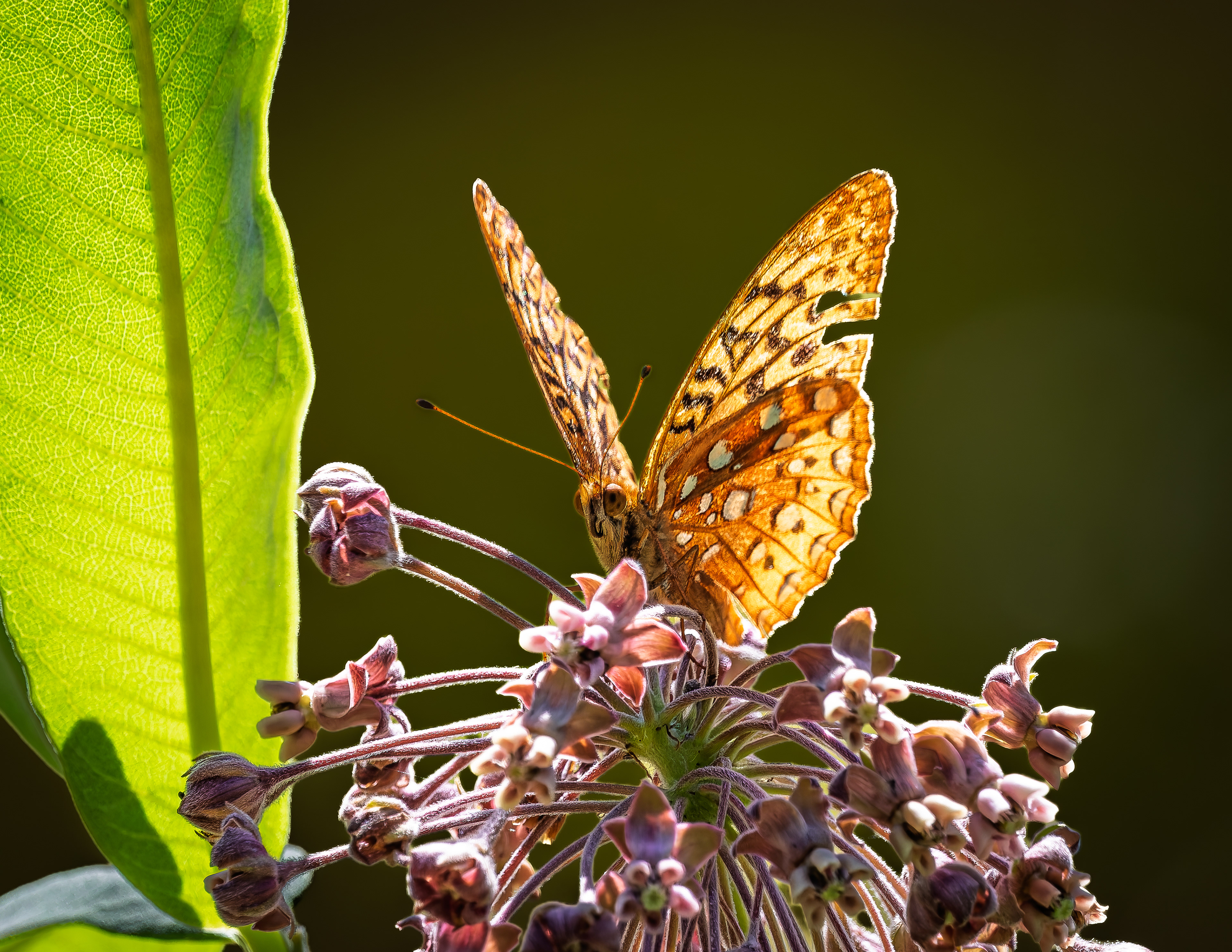Great Spangled Fritillary - July 17, 2026