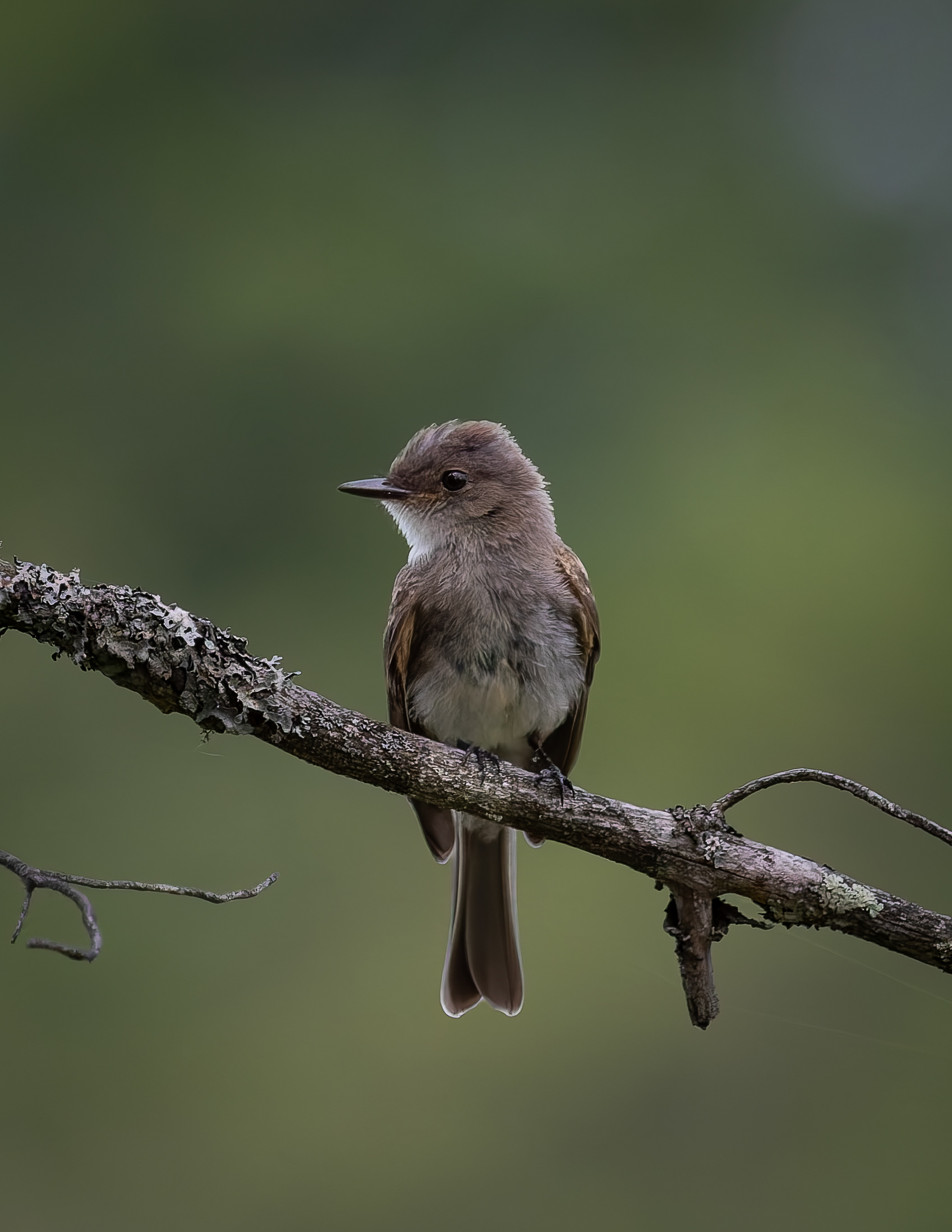 Eastern Wood Peewee