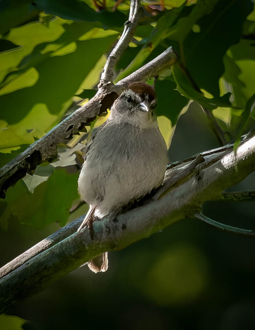 Chipping Sparrow