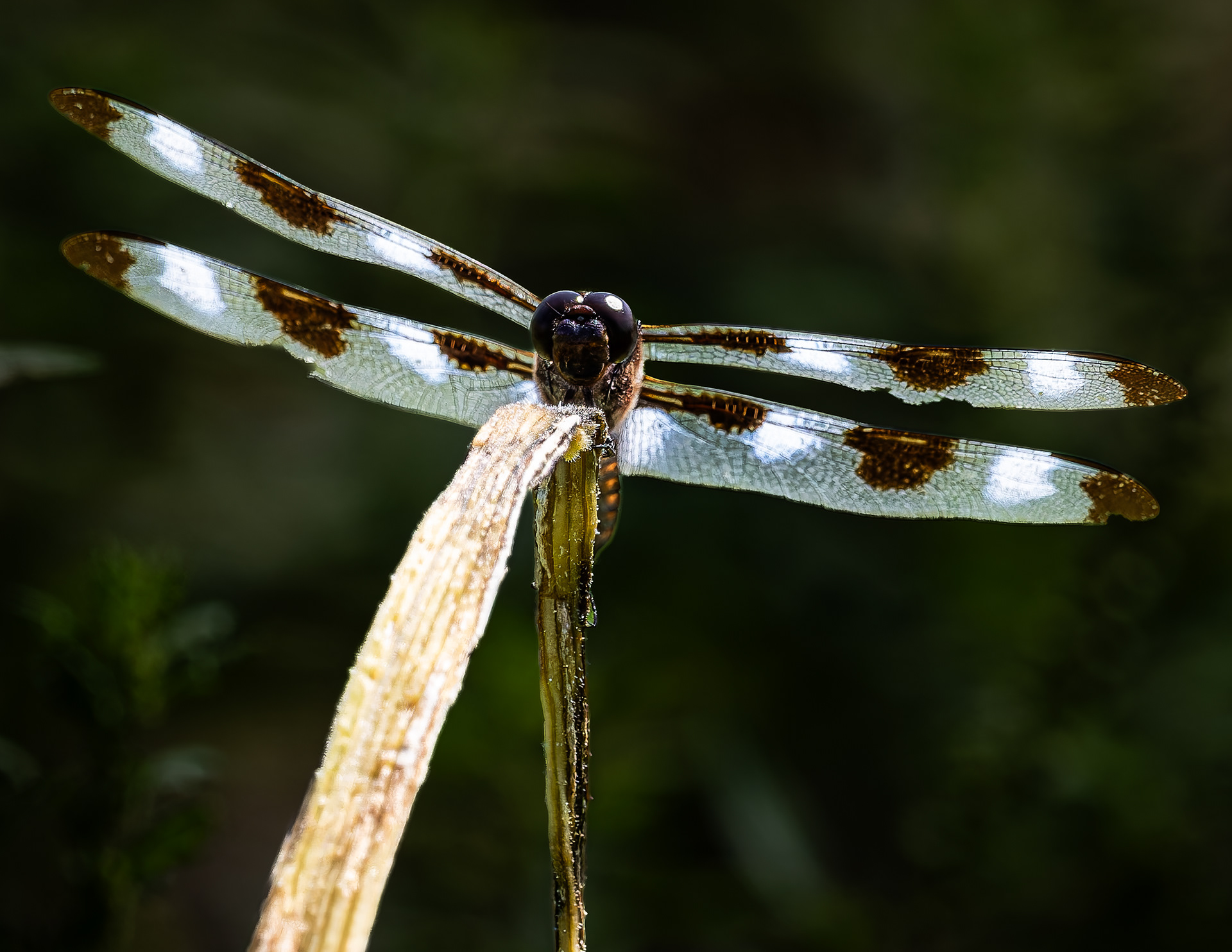 Twelve-spotted Skipper Dragonfly