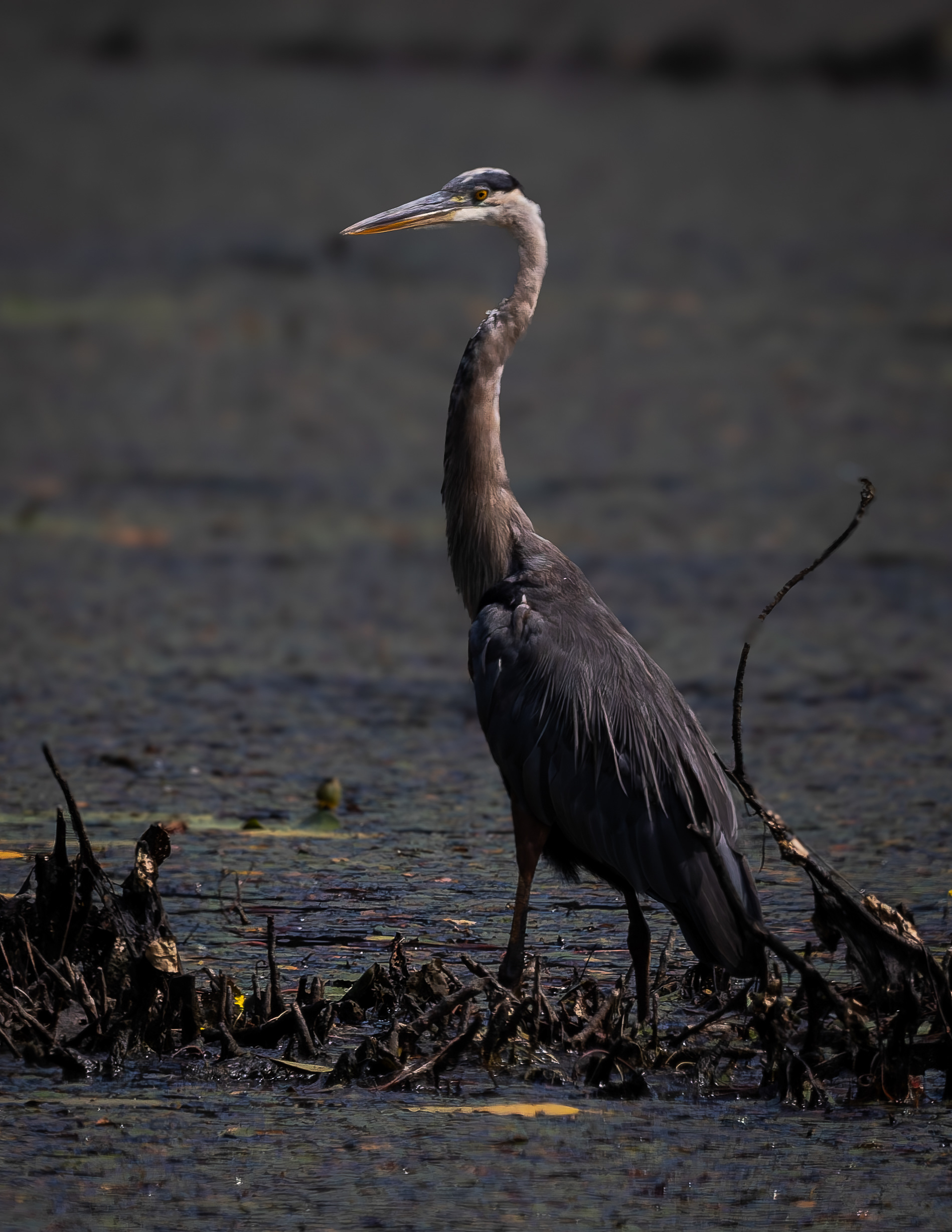 Great Blue Heron No1