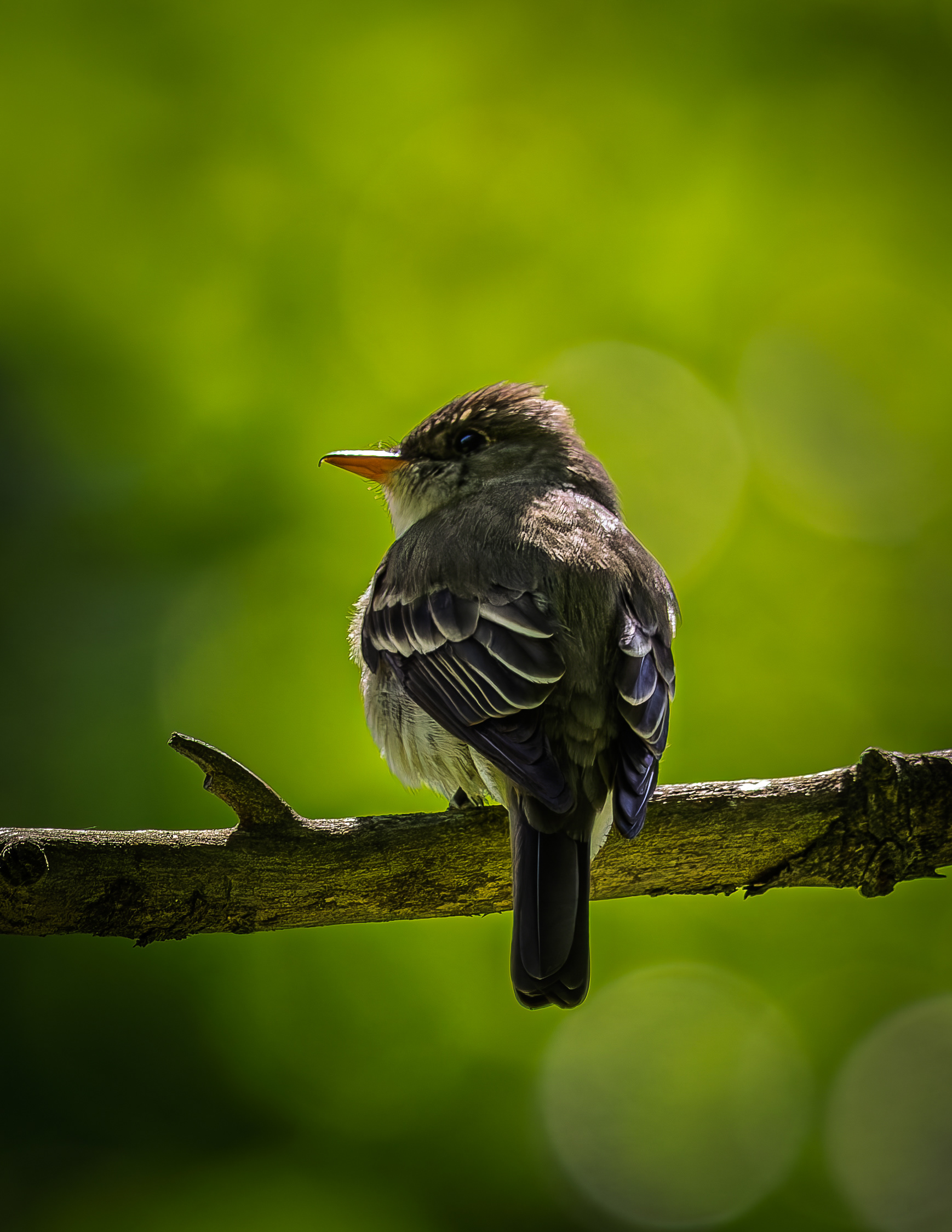 Eastern Wood-Peewee