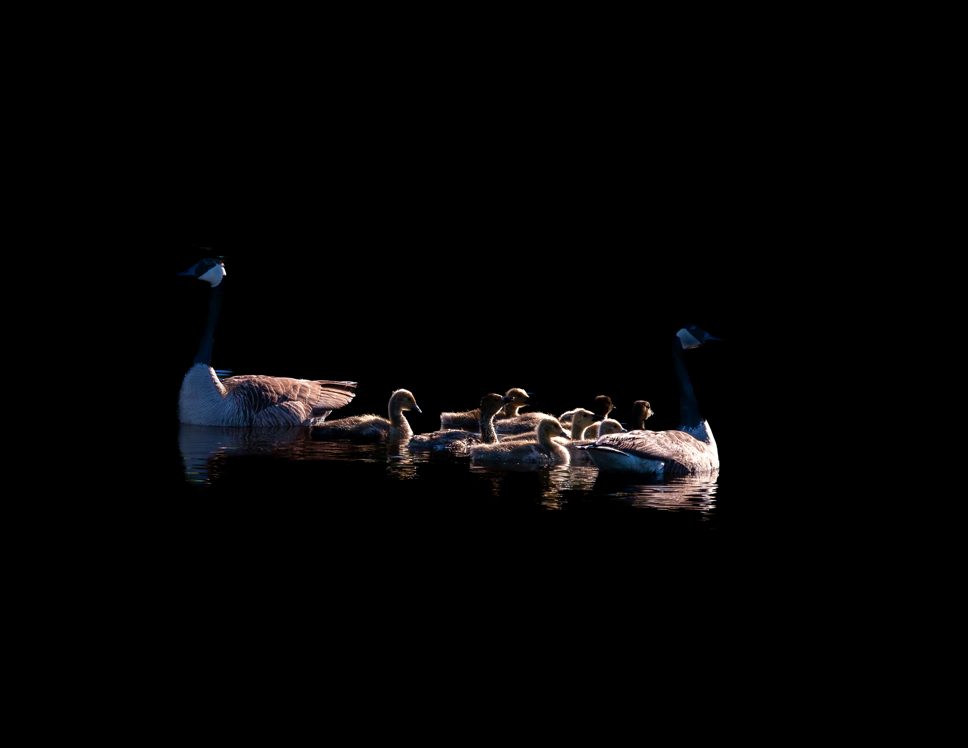 Canada Geese at Canterbury Shaker Village No1