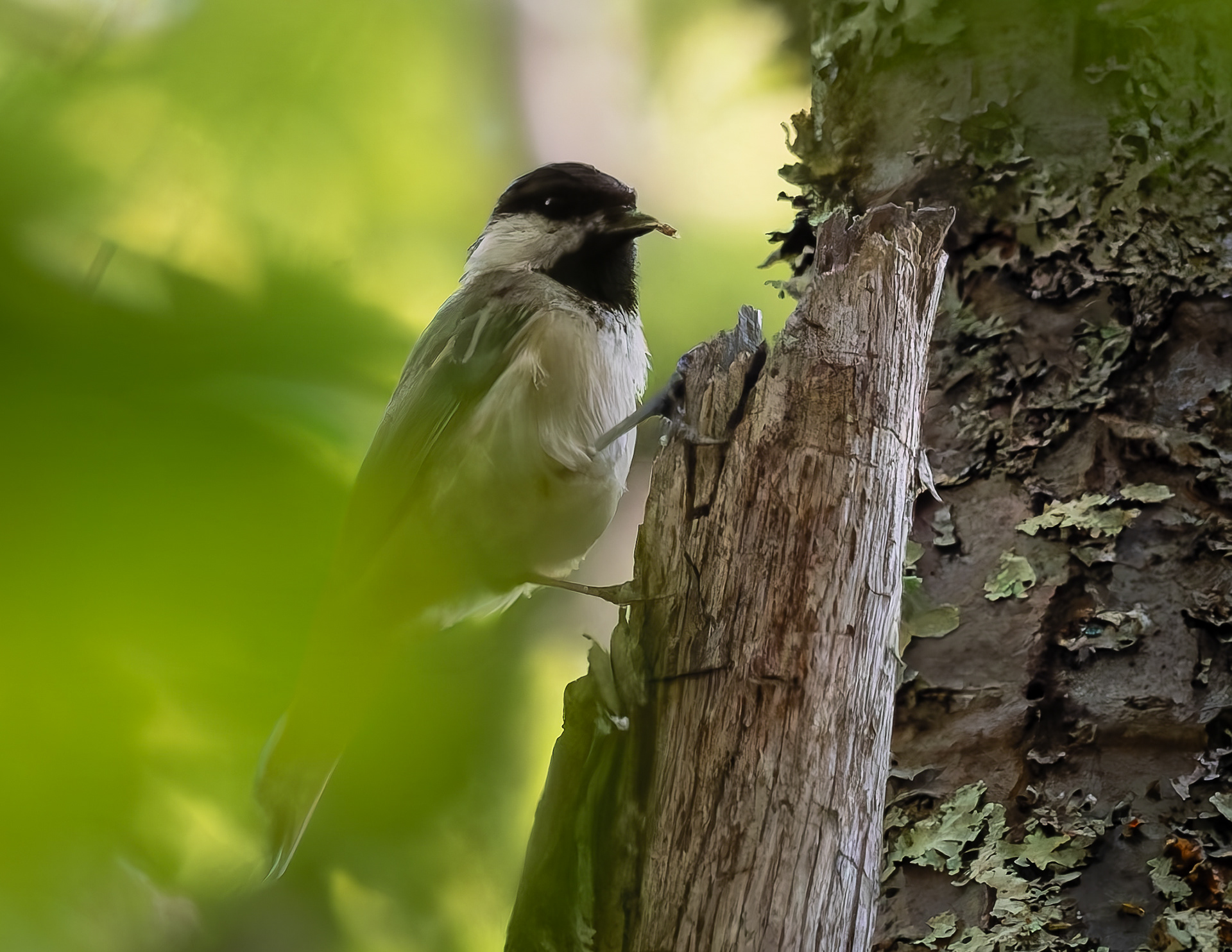 Chickadee No2