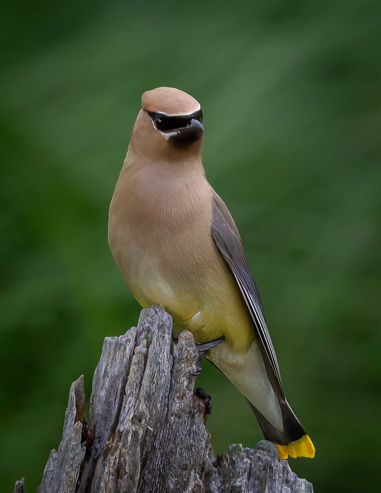 Cedar Waxwing No1