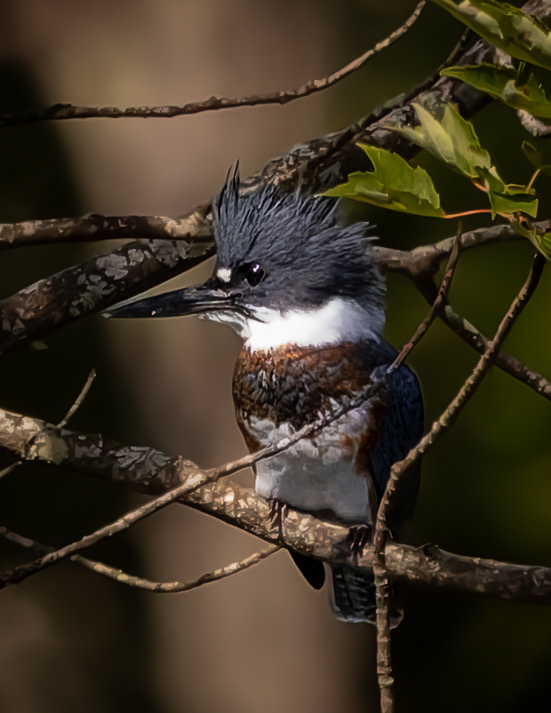 Belted Kingfisher