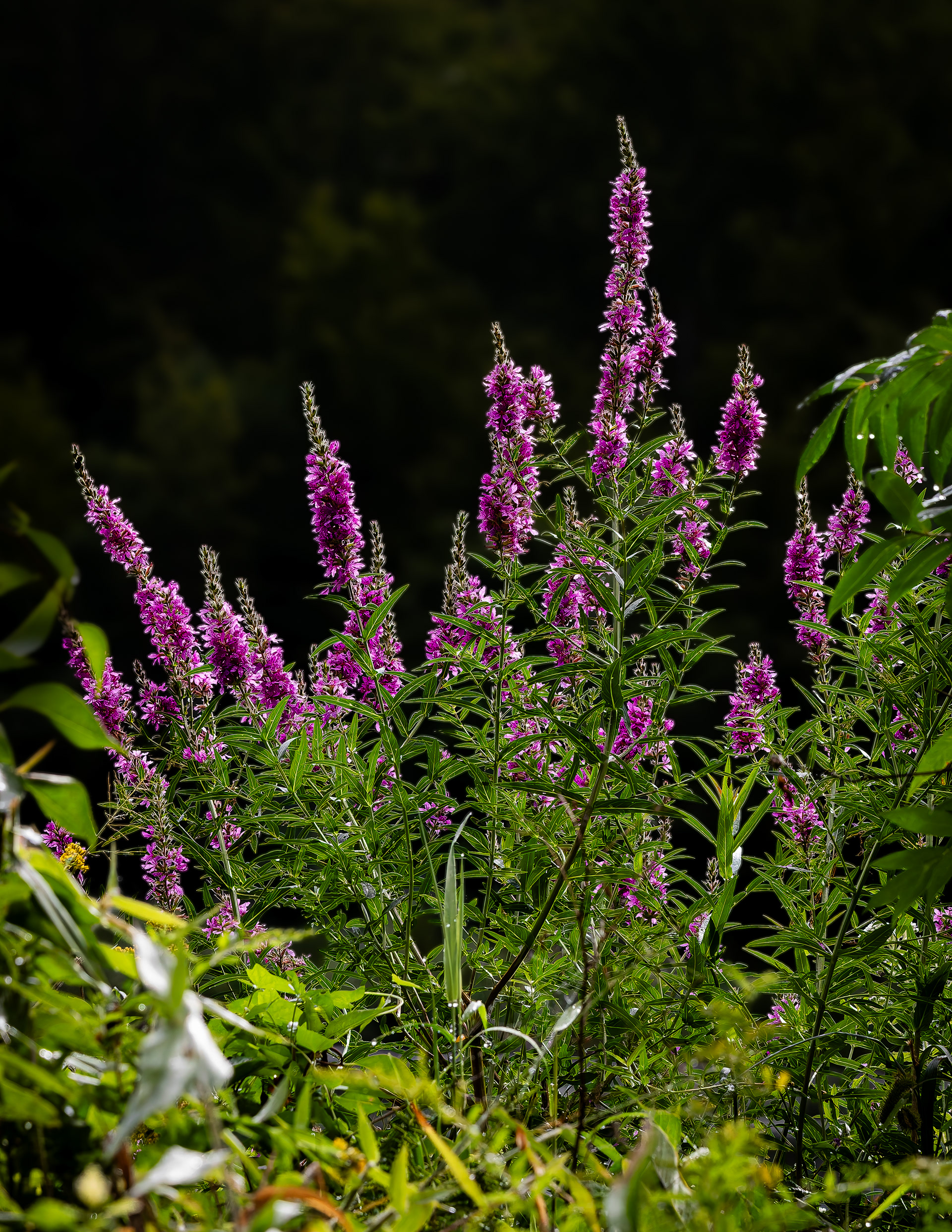 Wildflowers - August 24, 2026