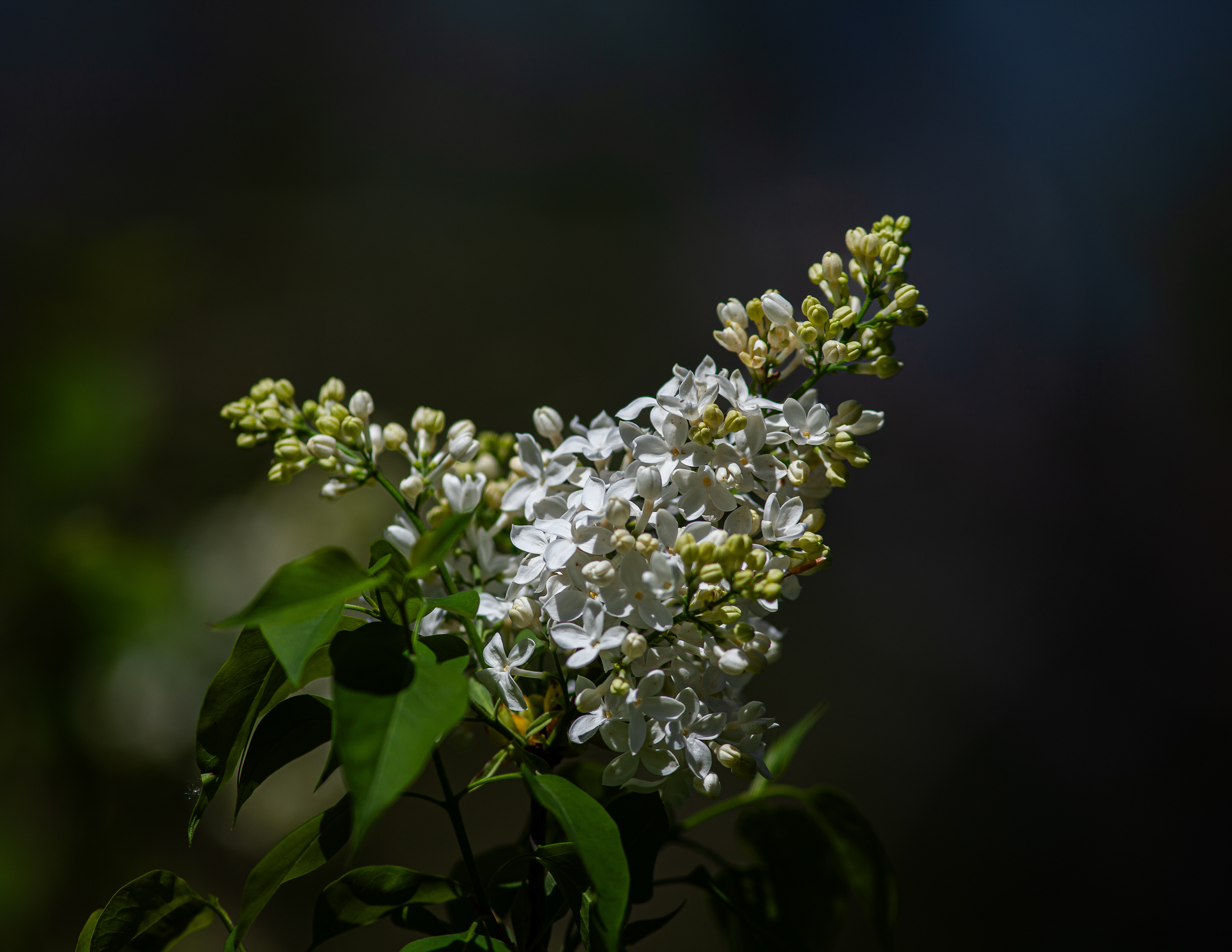 First Lilac in Color
