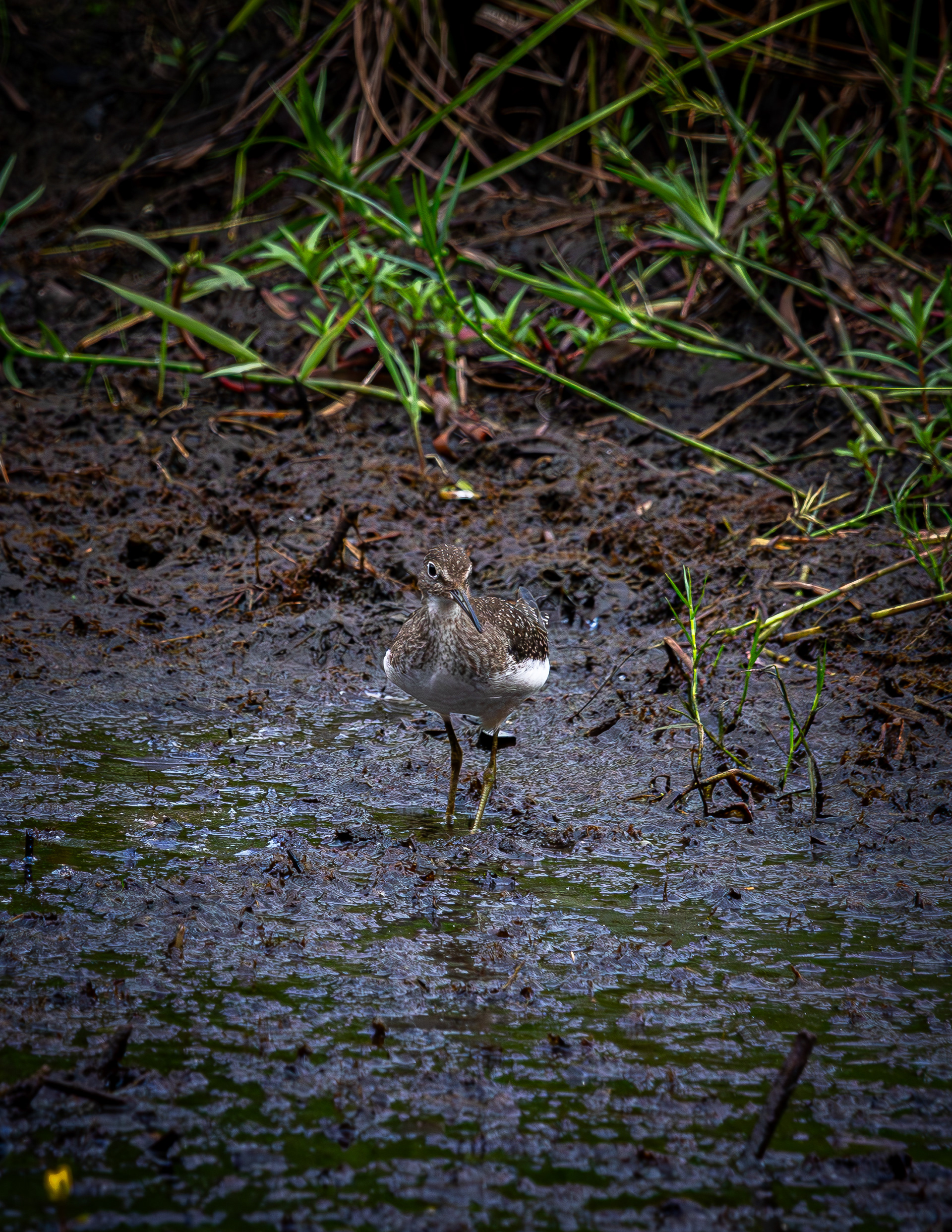 Spotted Sandpiper No2