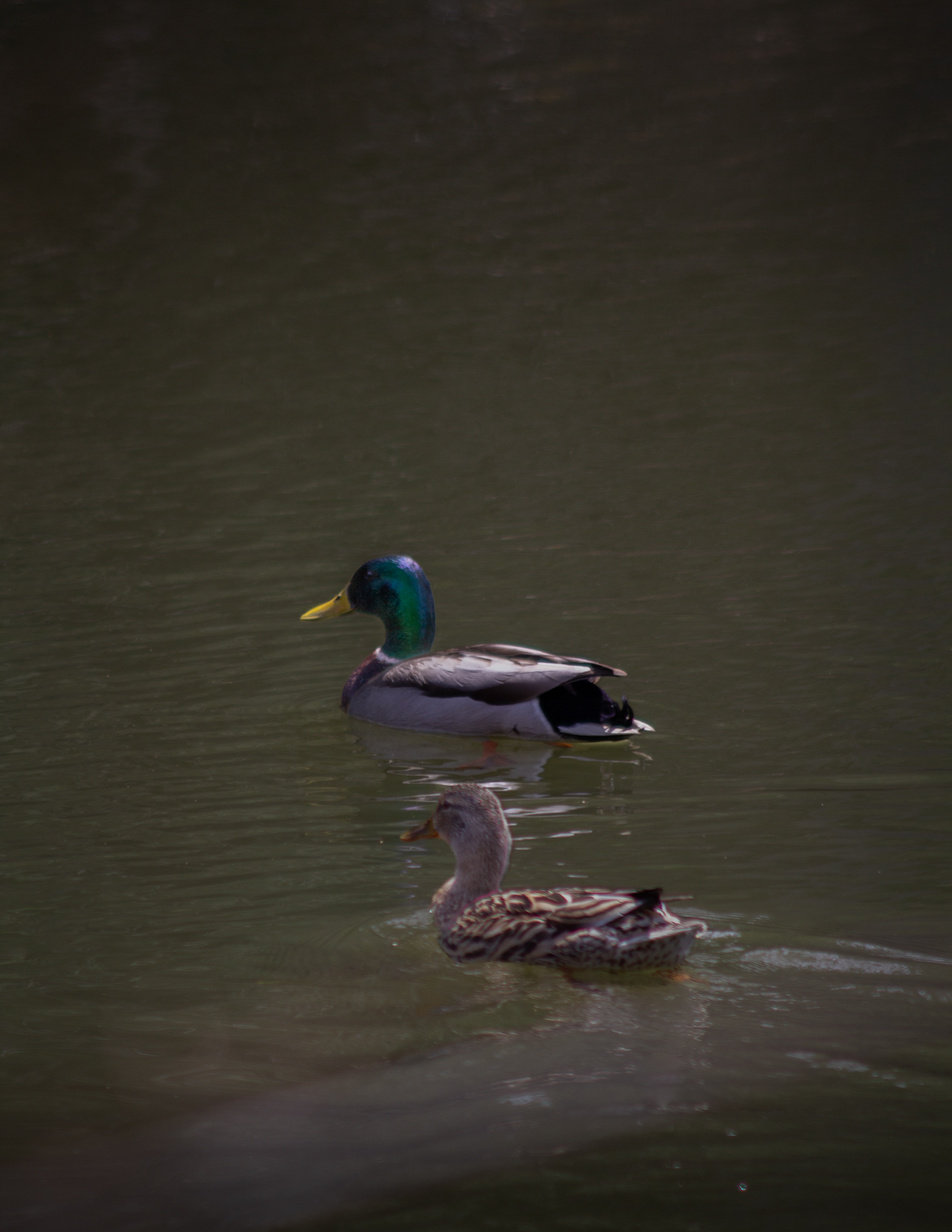 Mallard Pair at Grey Rocks Conservation Area No1