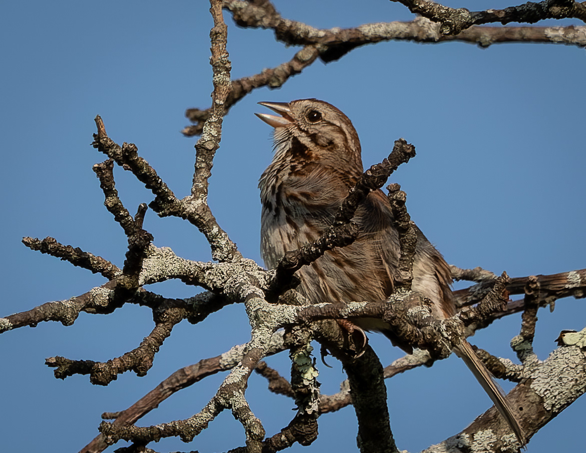 Singing Song Sparrow