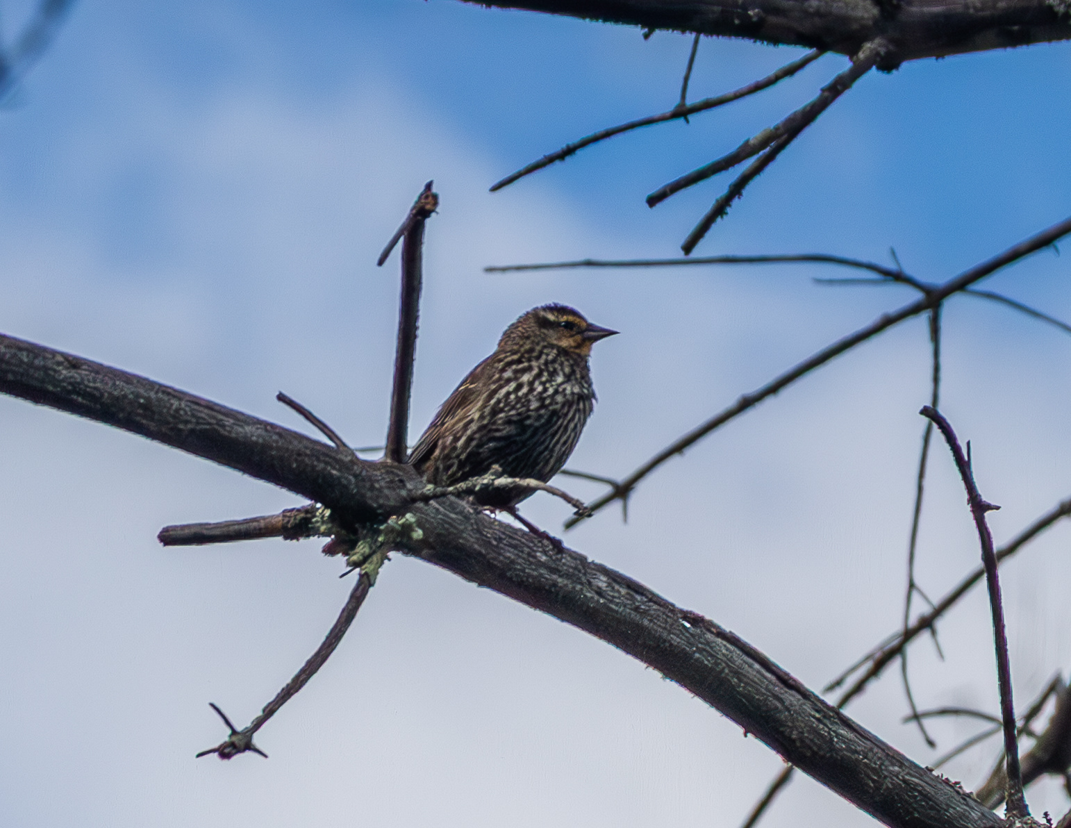 Female Red-winged Blackbird No2