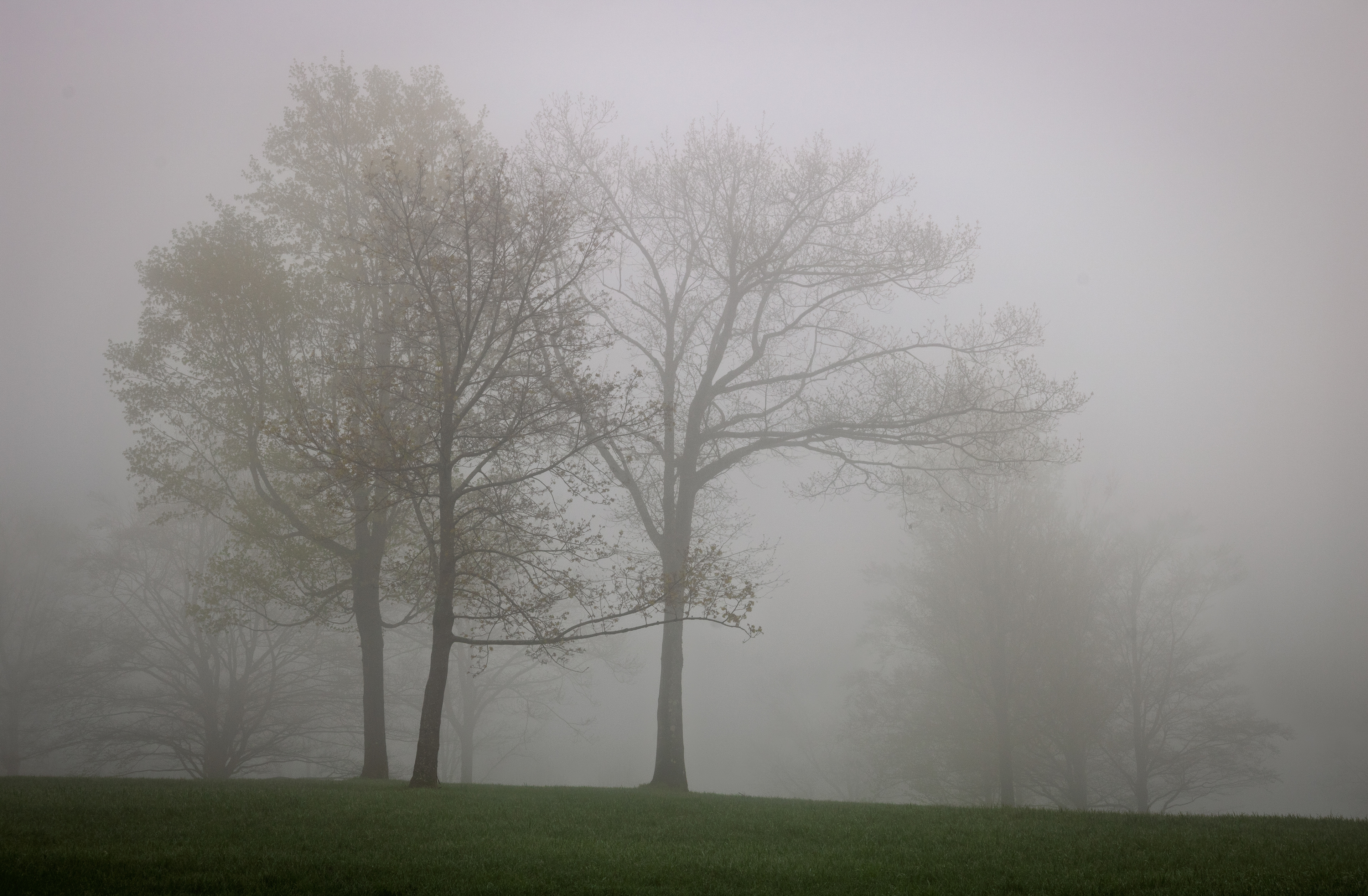 Trees in the Mist at Frisky Hill No4