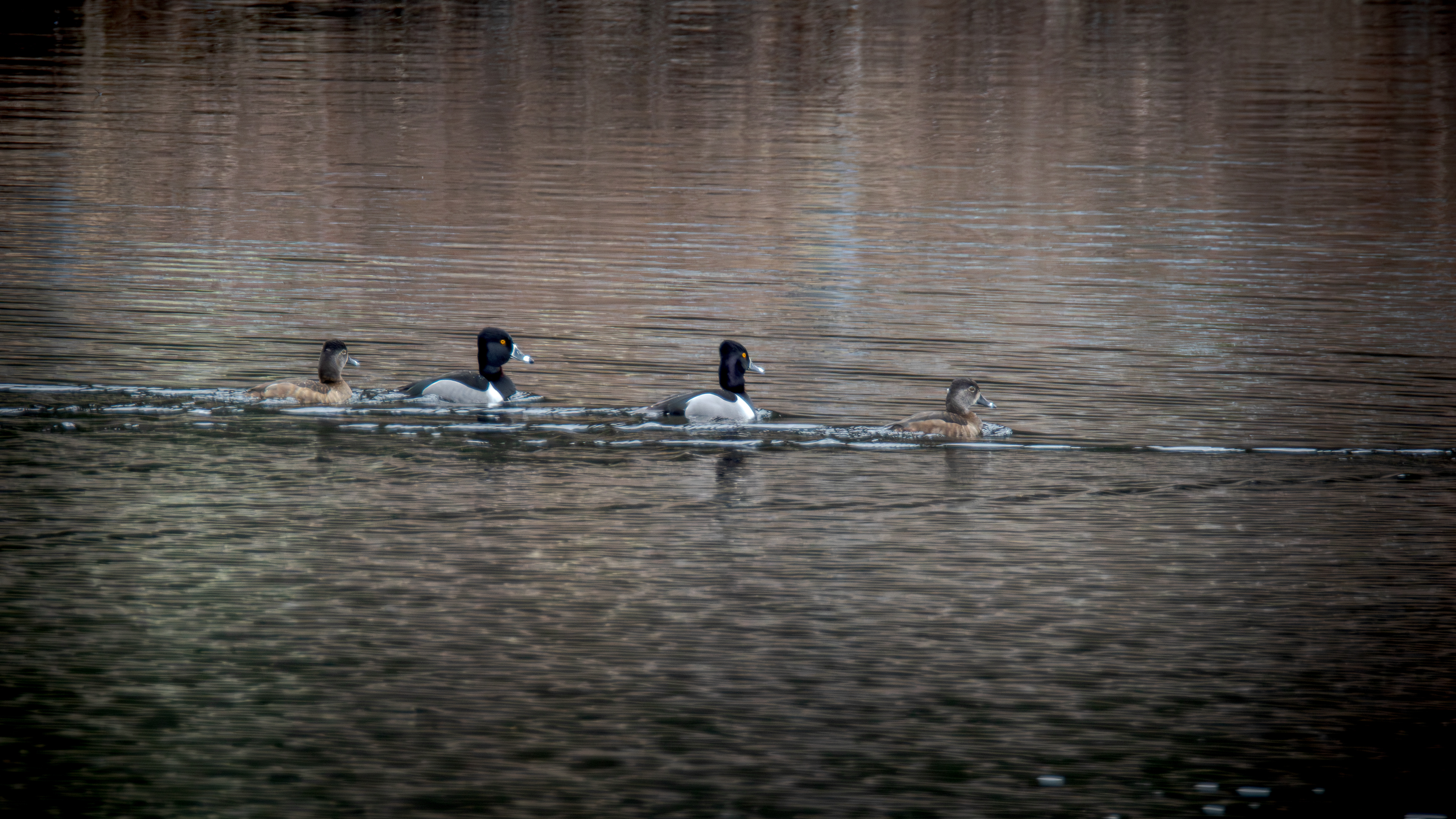 Ring-Necked Ducks No2