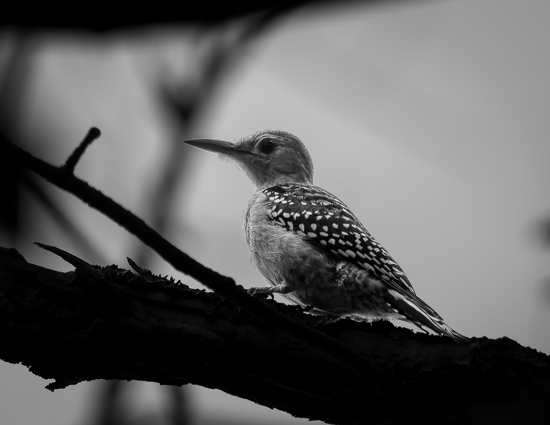 Juvenile Northern Flicker - August 2, 2026