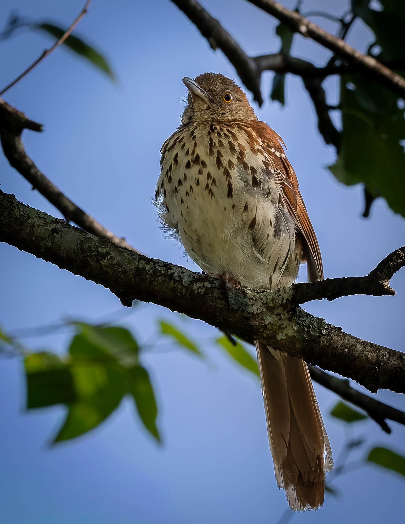 Brown Thrasher No1