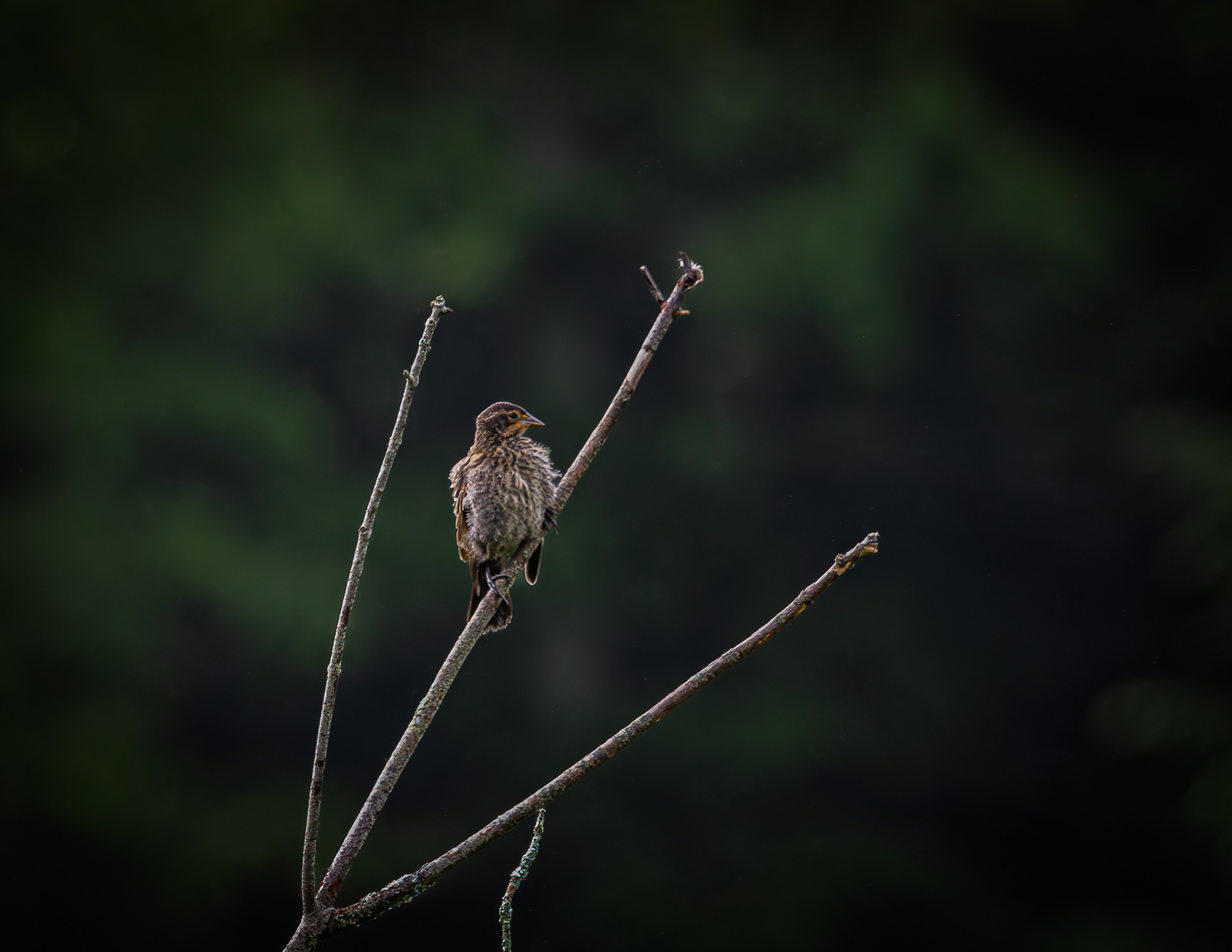 Female Red-winged Blackbirds No4