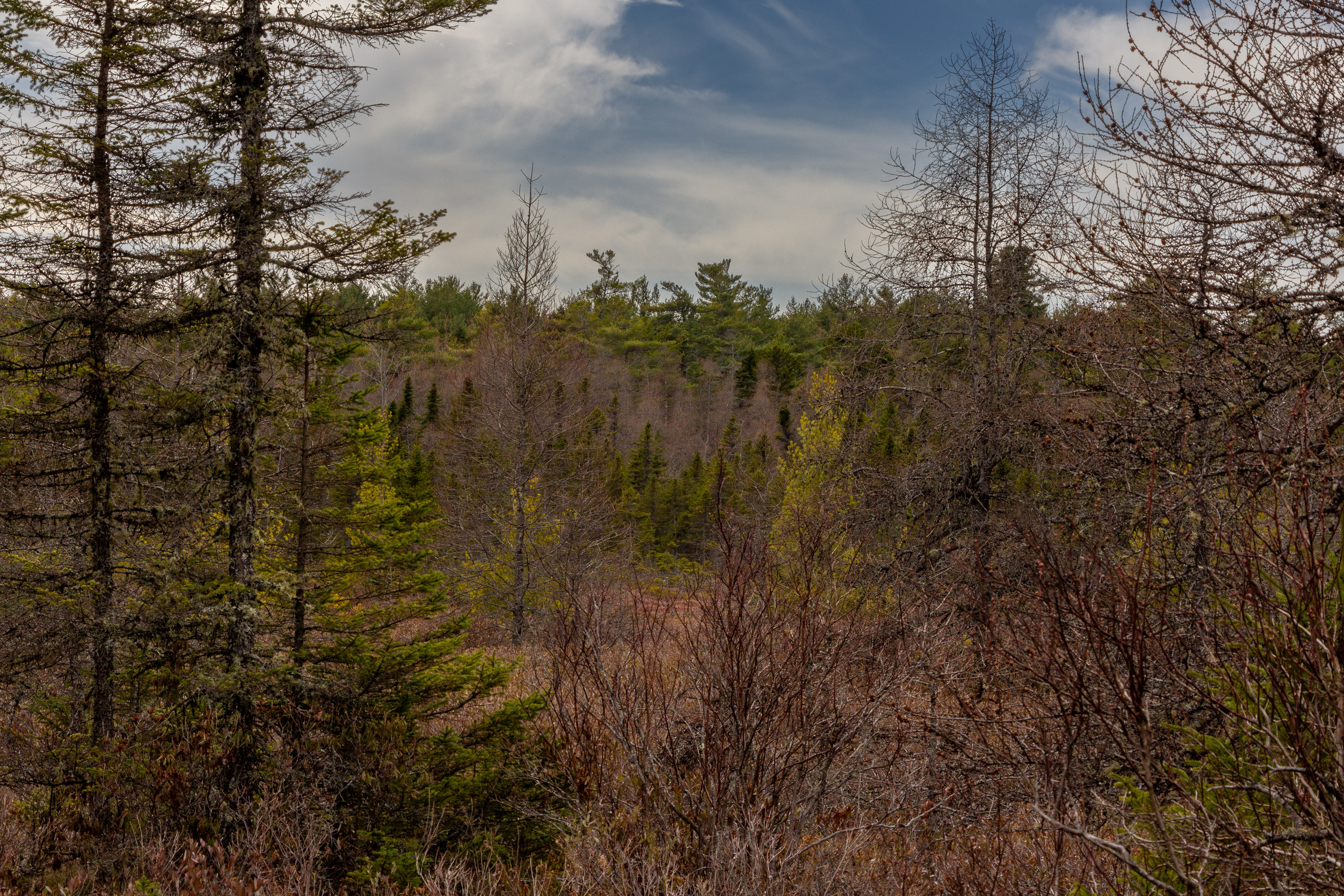 Philbrick-Cricenti Bog No12