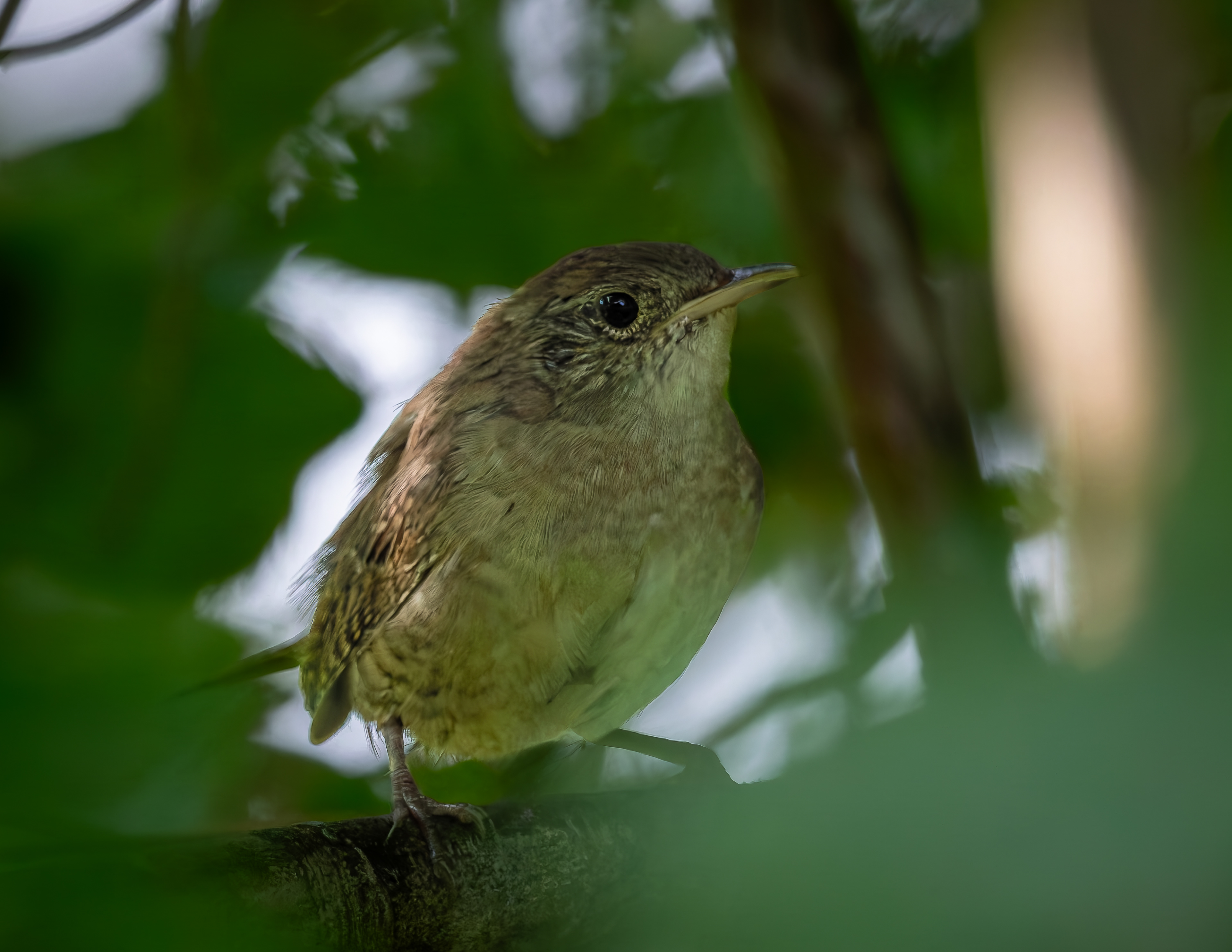 Northern House Wren - August 24, 2026