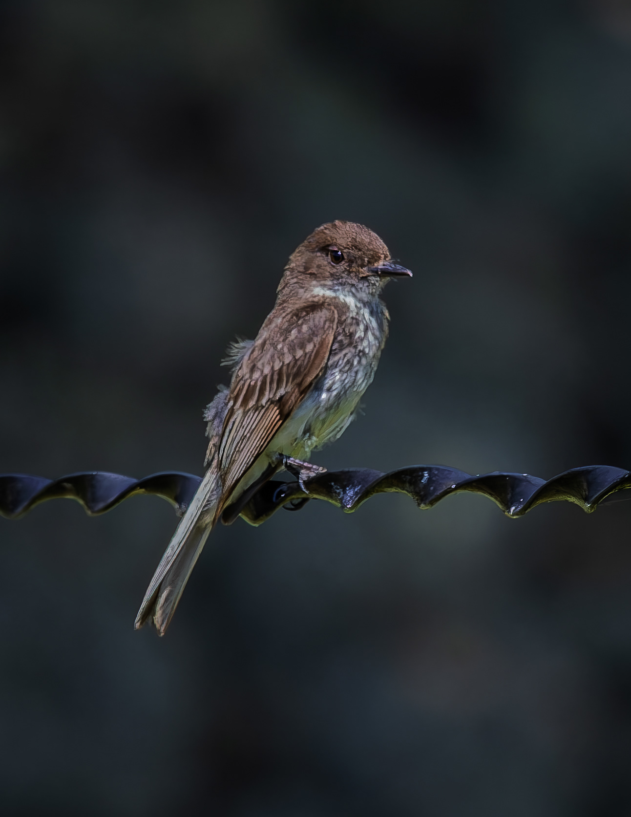 Eastern Phoebe