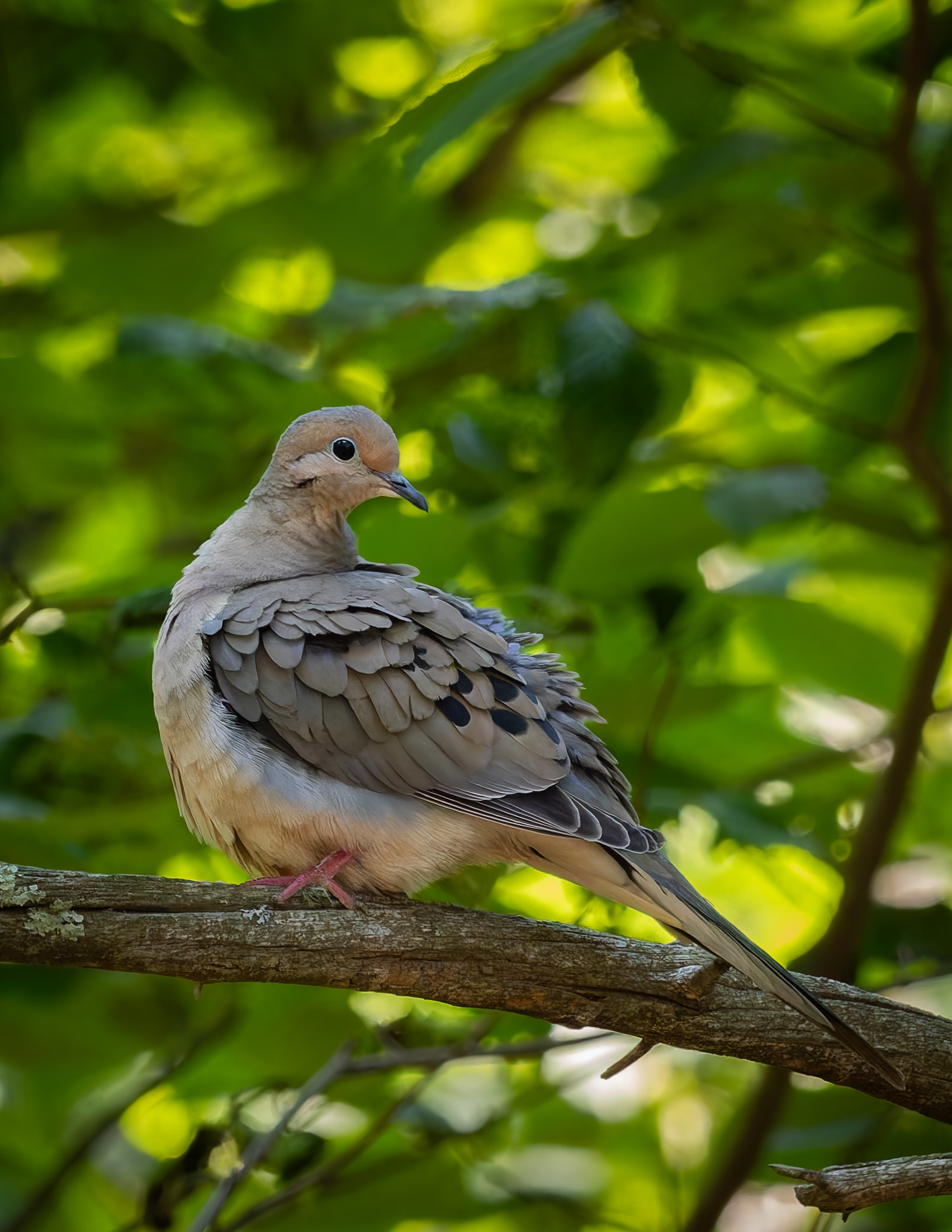 Mourning Dove No2