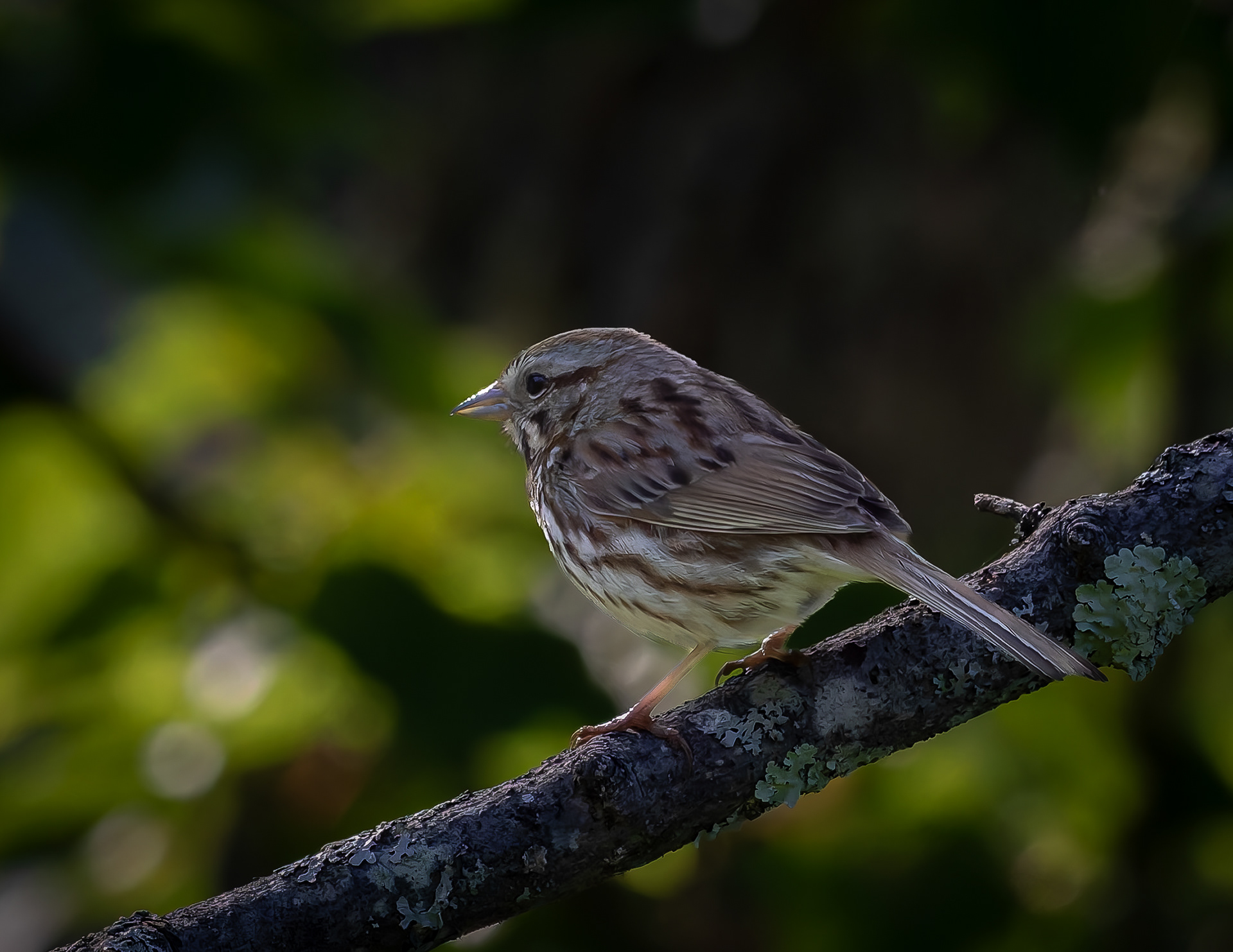 Song Sparrow No2