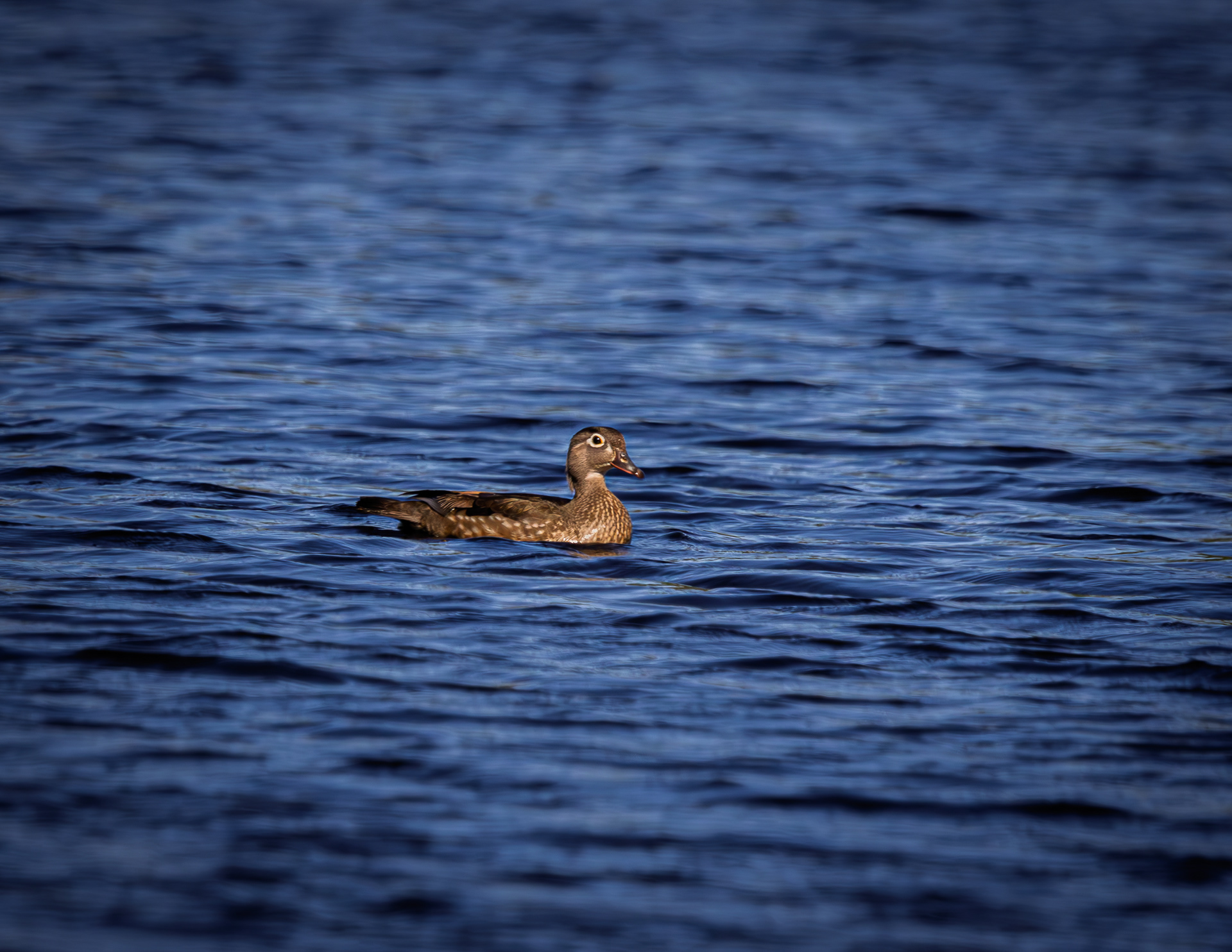 Female Wood Duck