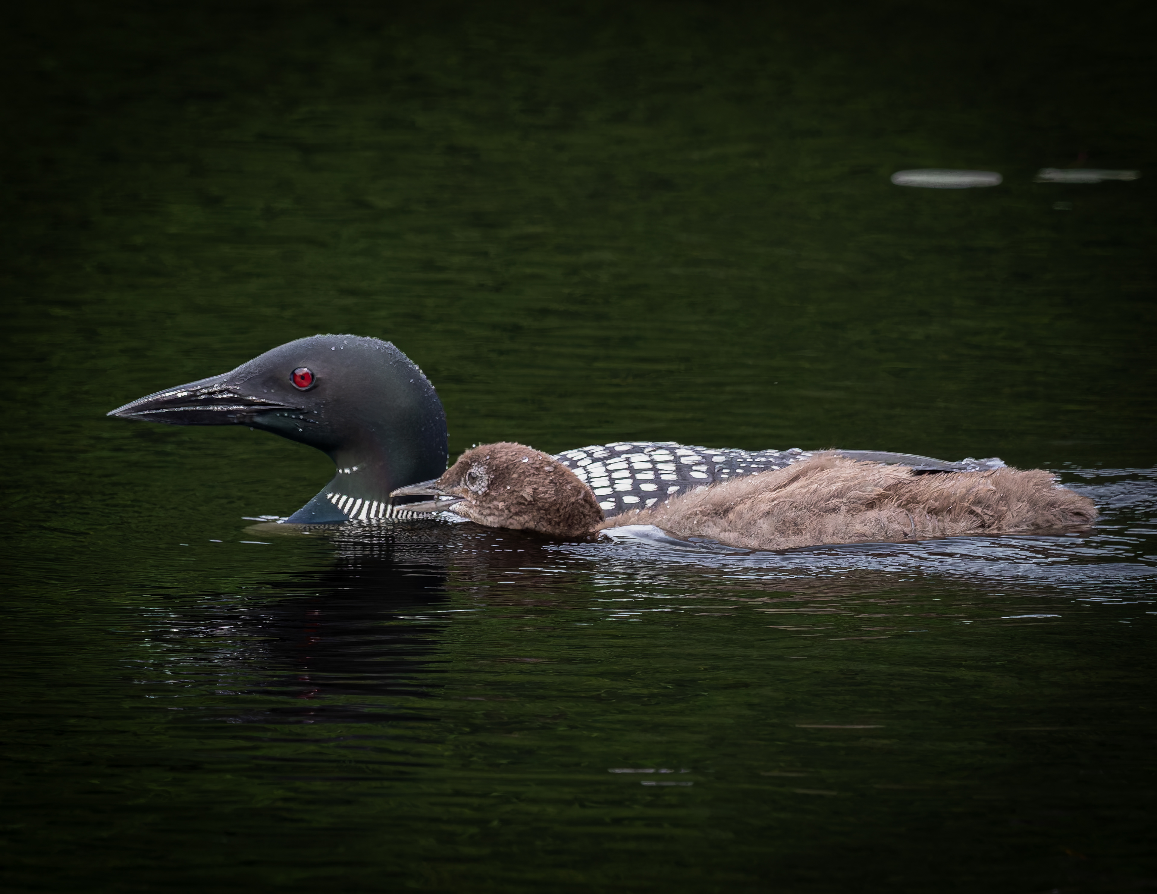 Common Loon Hen with Chick No5