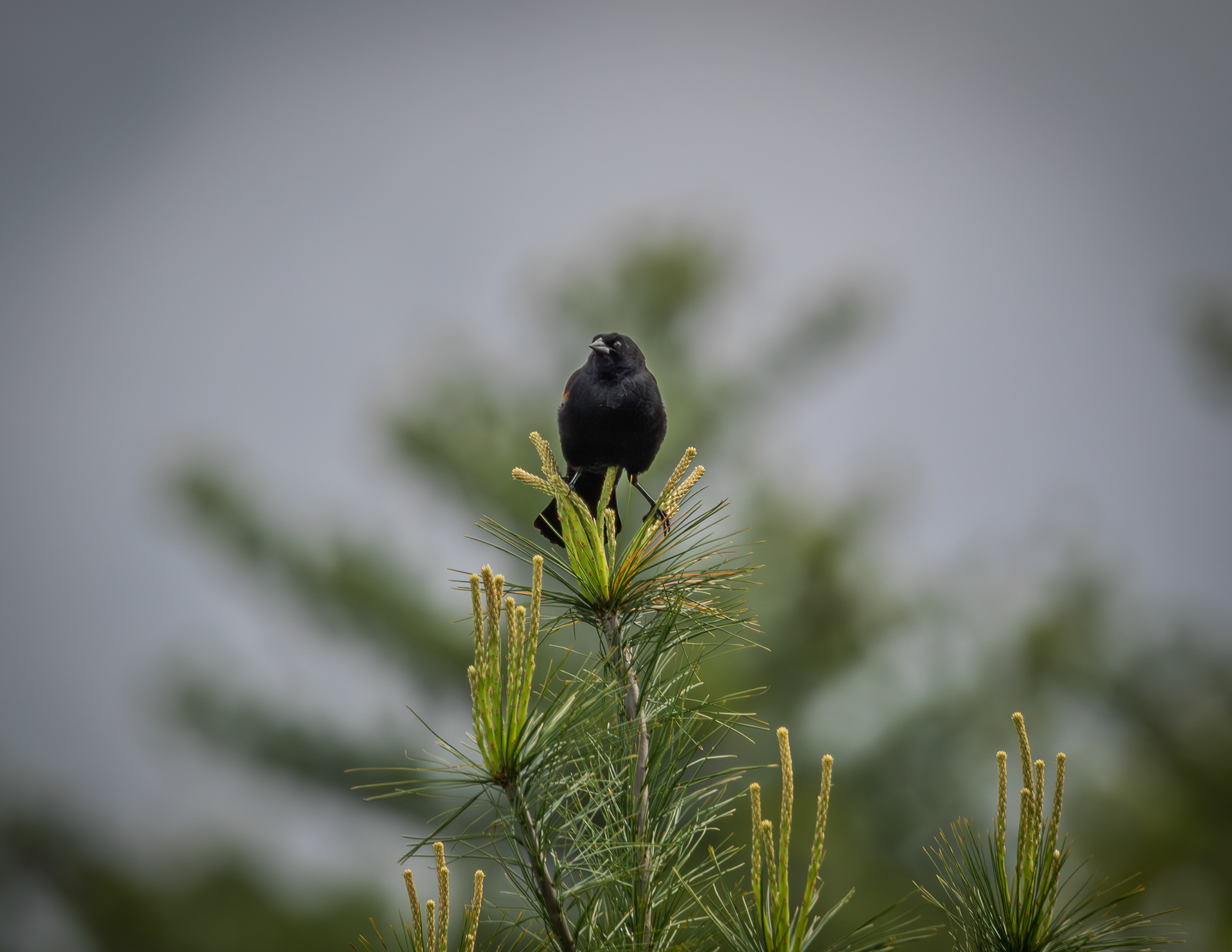 Red-winged Blackbird