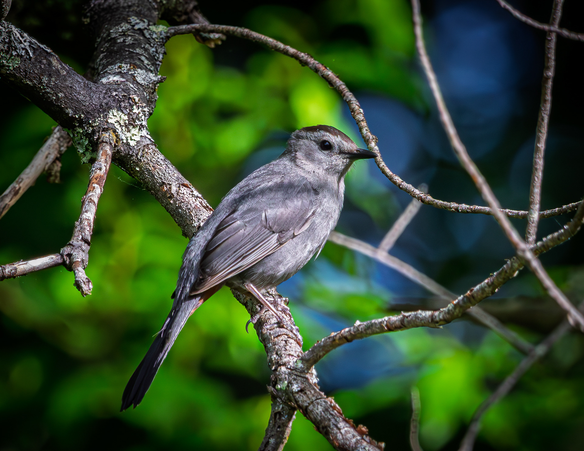 Catbird No1