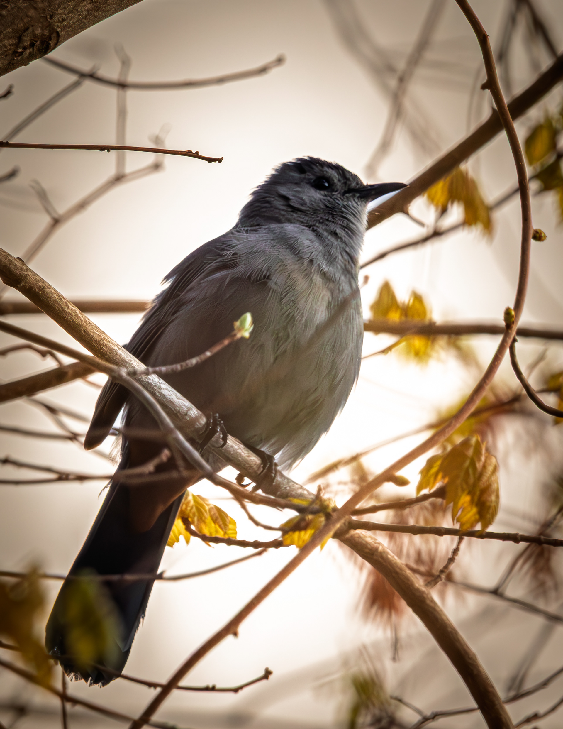 Catbird No1