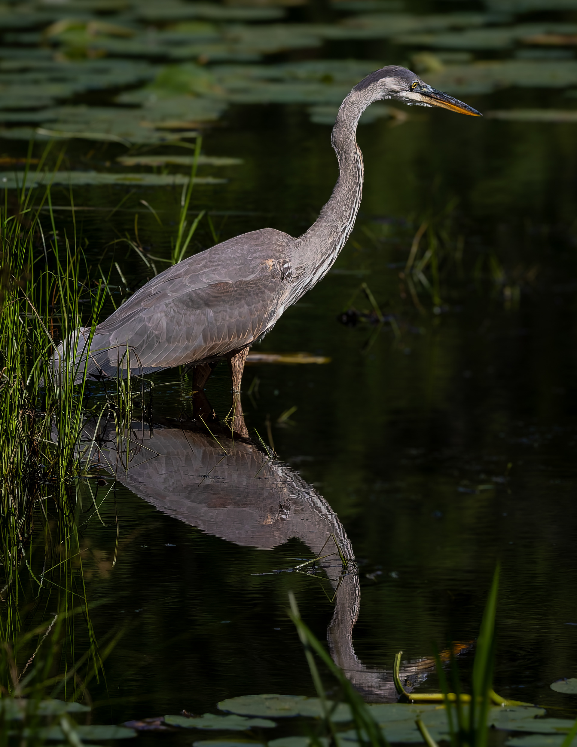 Great Blue Heron No2