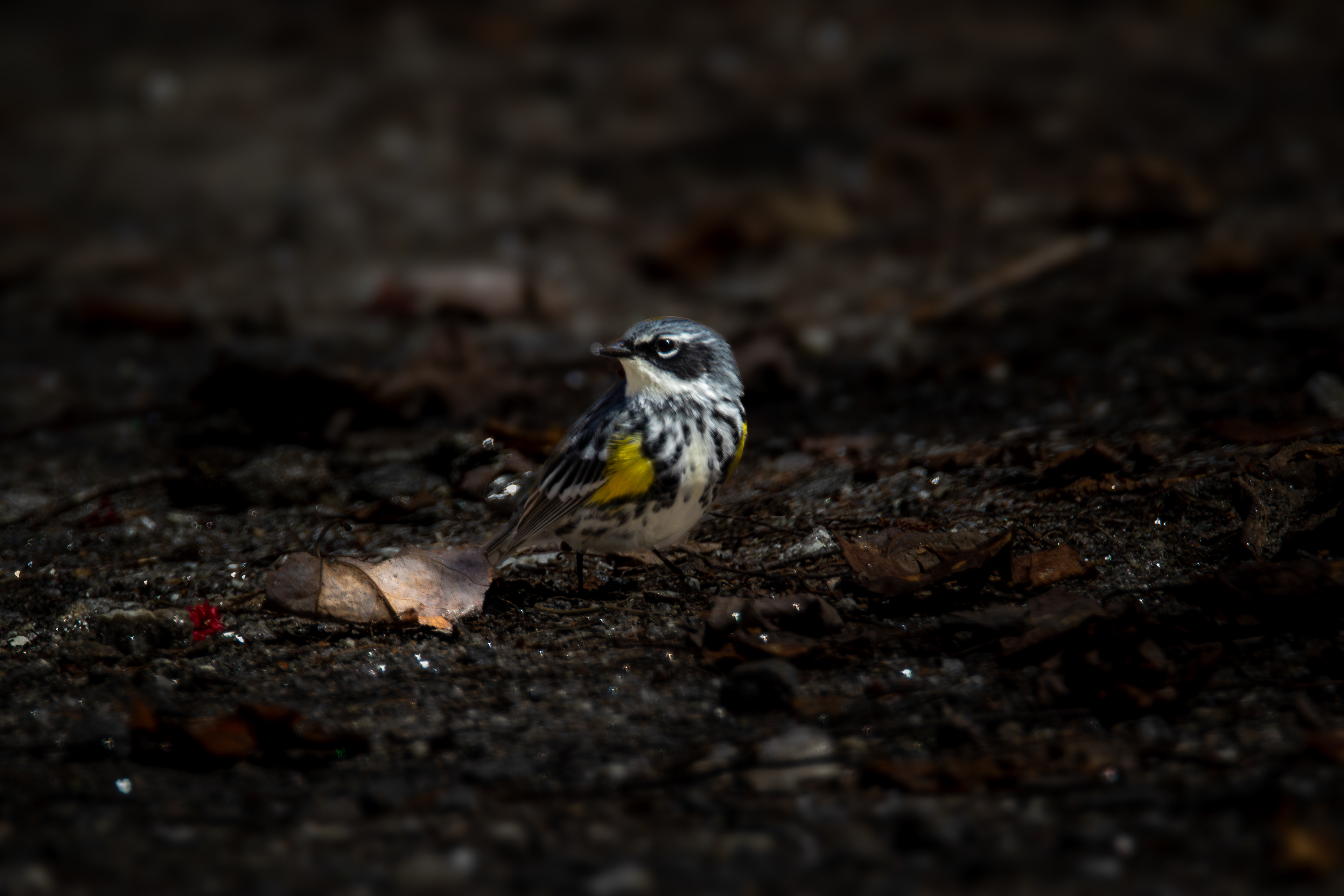 Yellow-rumped Warbler No4