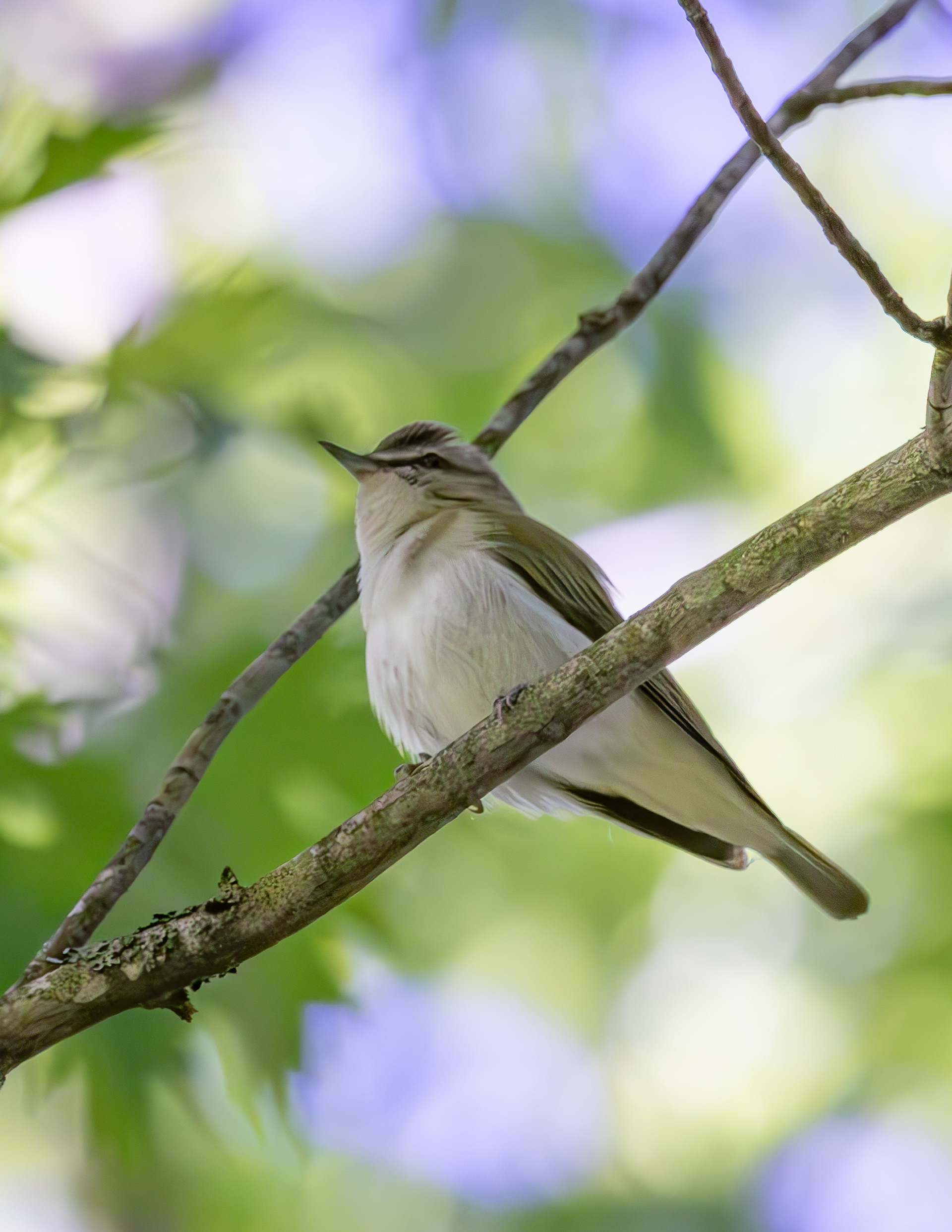 Red-eyed Vireo
