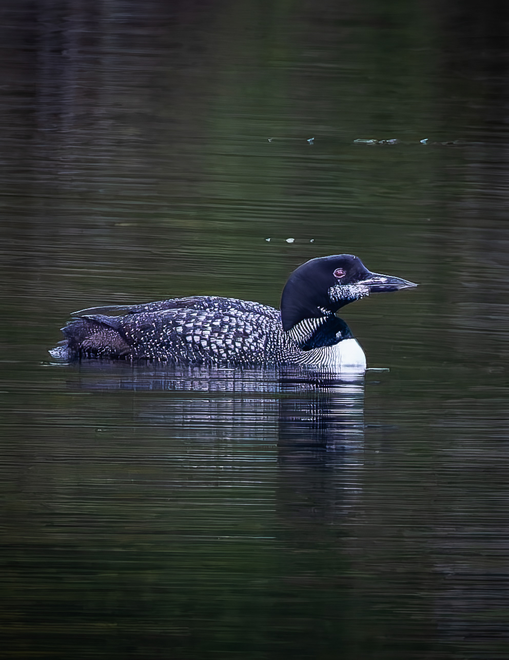 Common Loon No9