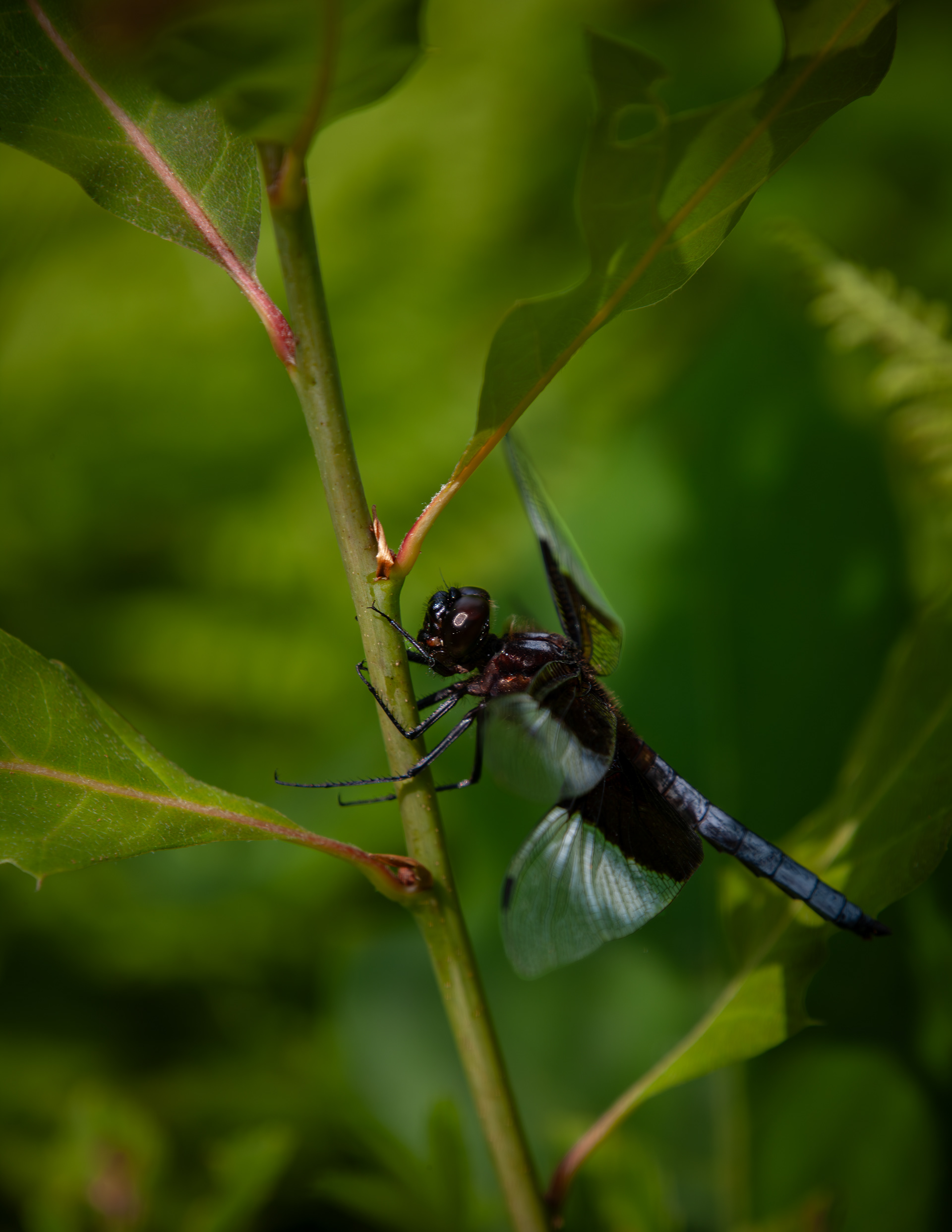 Dragonfly Looking at Me